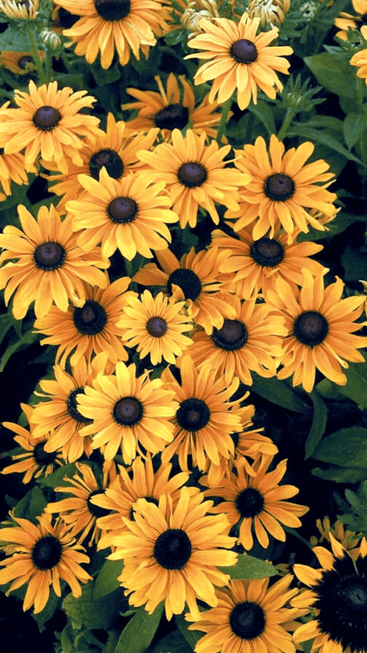 Admire The Bright, Cheerful Beauty Of A Golden Sunflower Background