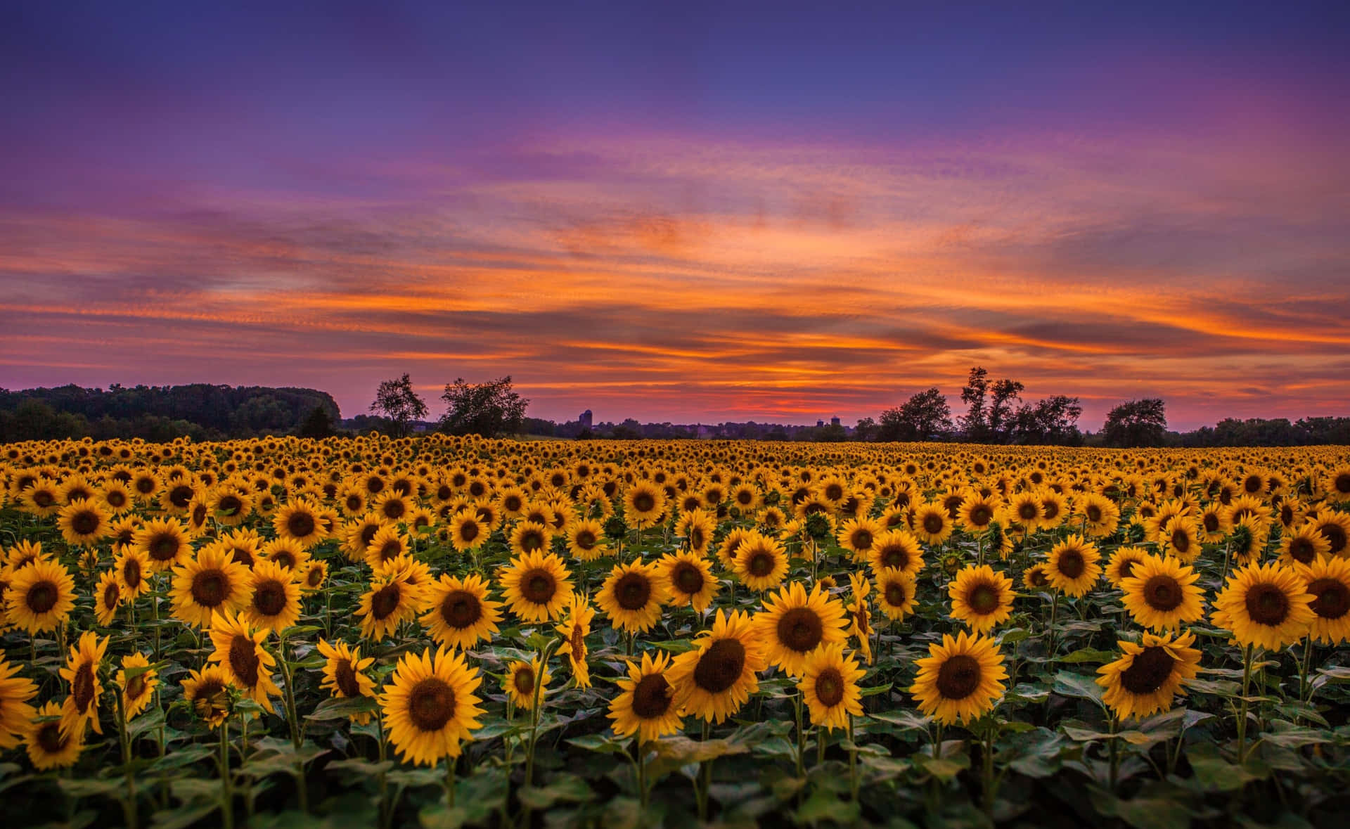 Admiring The Beauty Of A Cute Sunflower Background