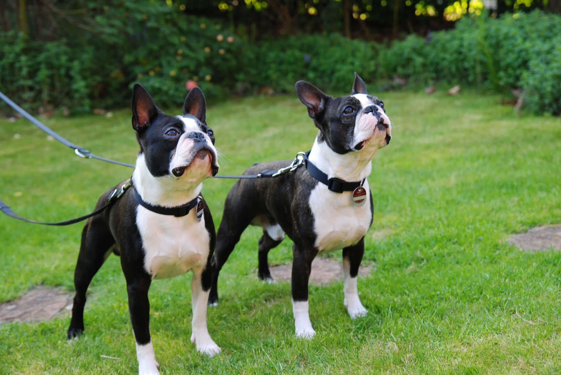 Adopt A Boston Terrier Today And You'll Have A Life Time Of Fun Background