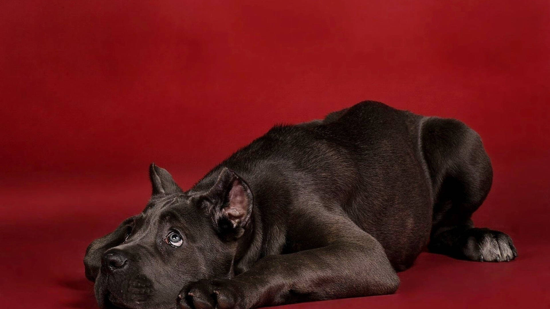 Adorable And Antsy Cane Corso Background
