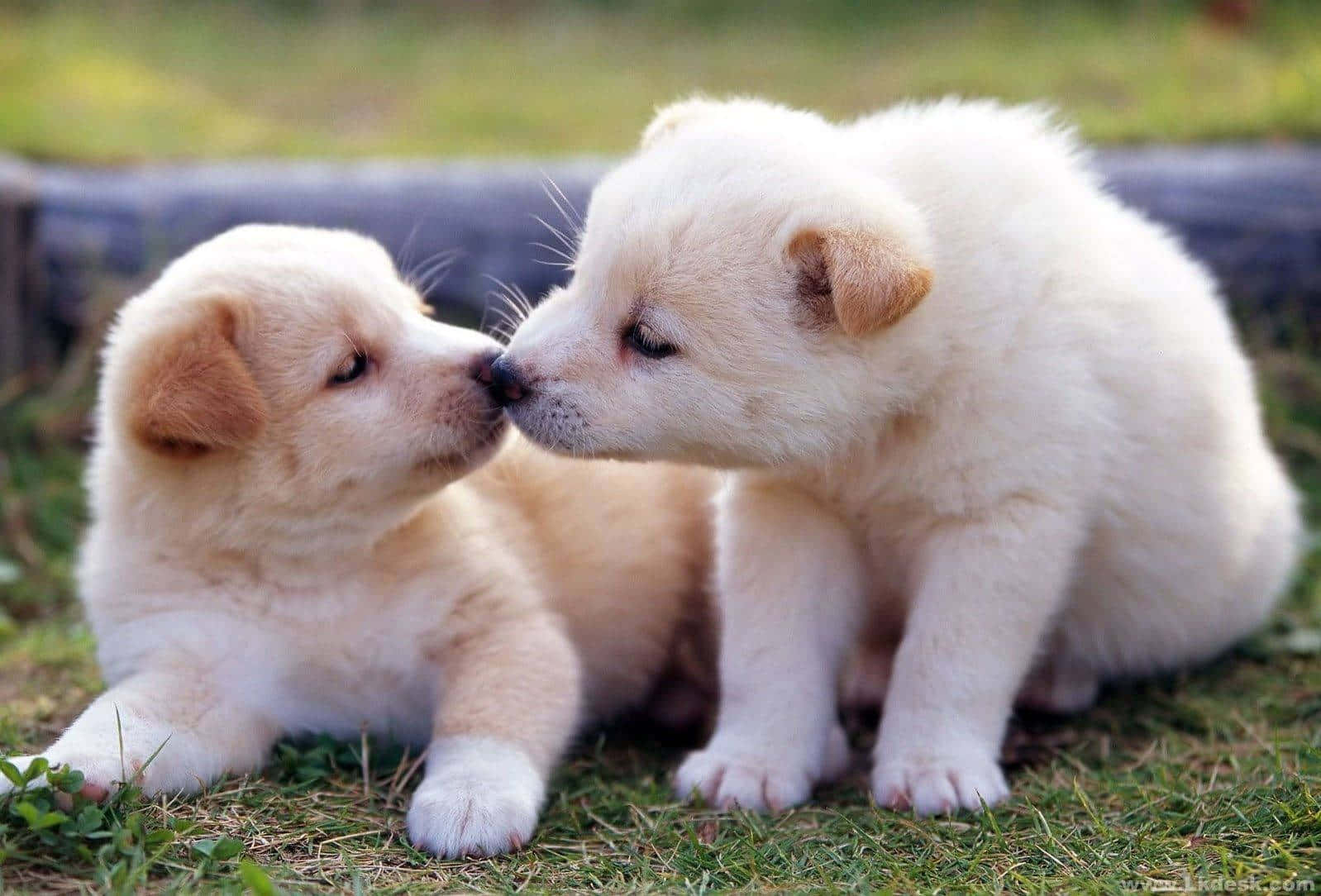 Adorable And Sweet Fluffy Puppy Background