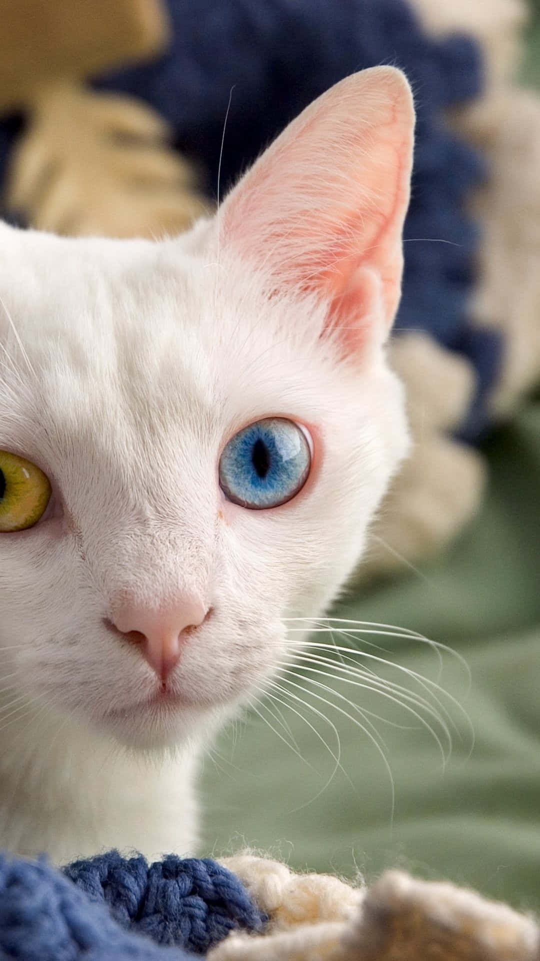 Adorable Animal Wallpaper For Your Iphone