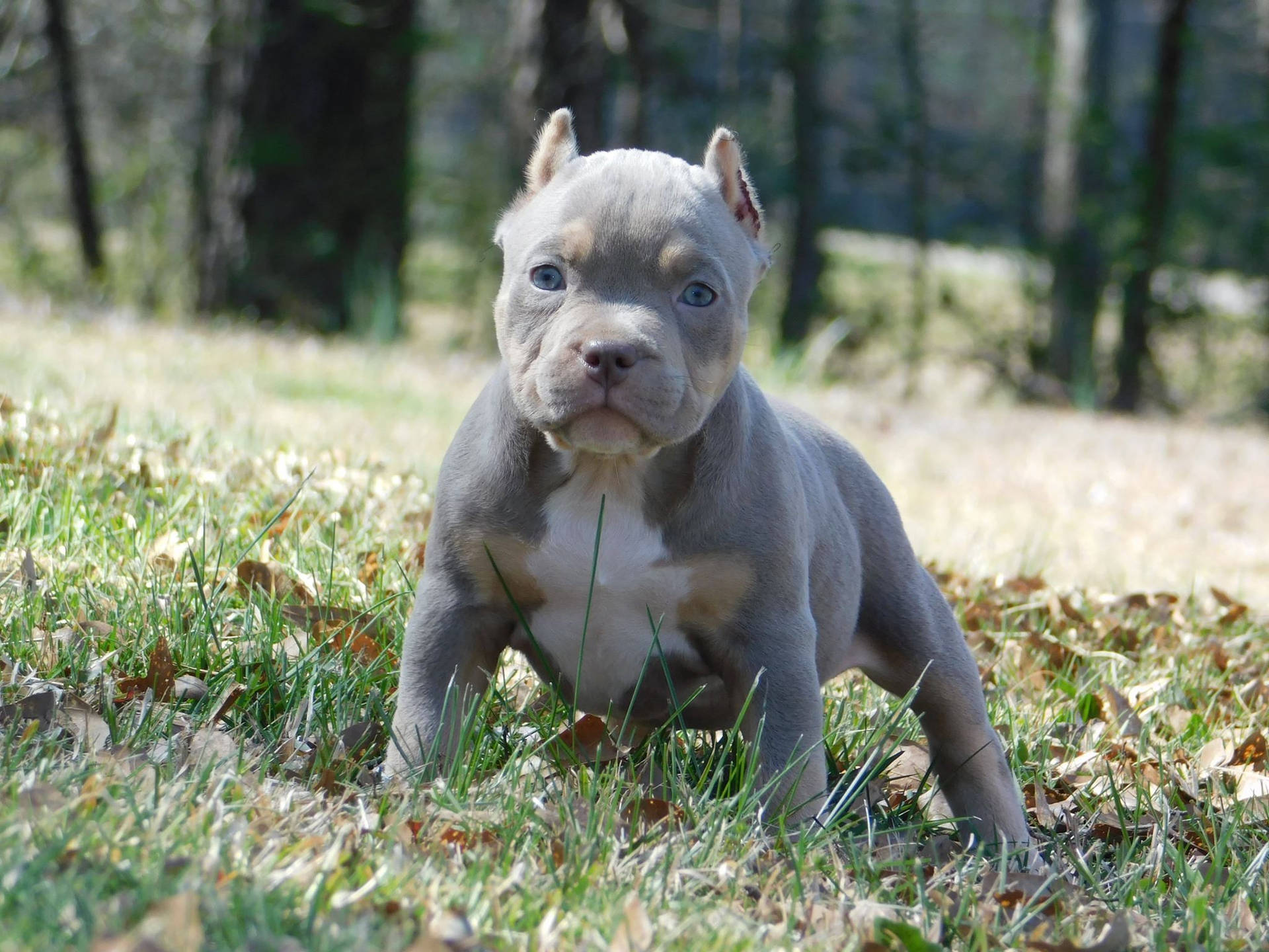 Adorable Ash Grey Pitbull Puppy Background