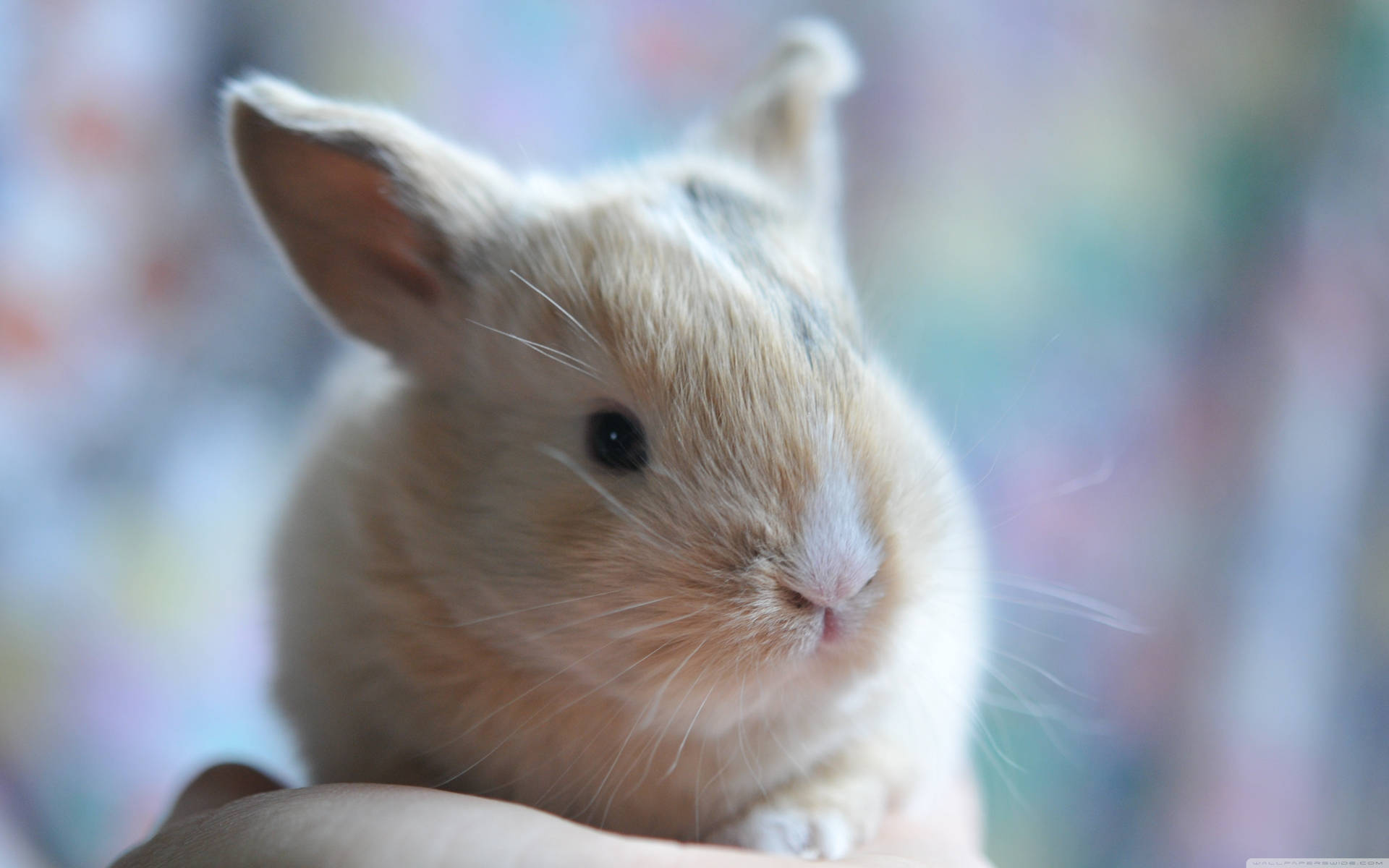 Adorable Baby Bunny Close-up