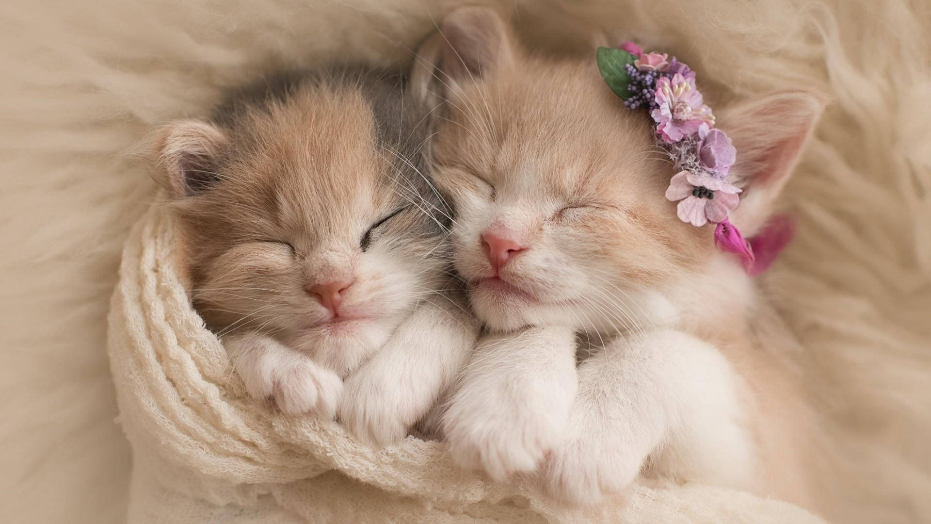 Adorable Baby Cats Cuddling Background