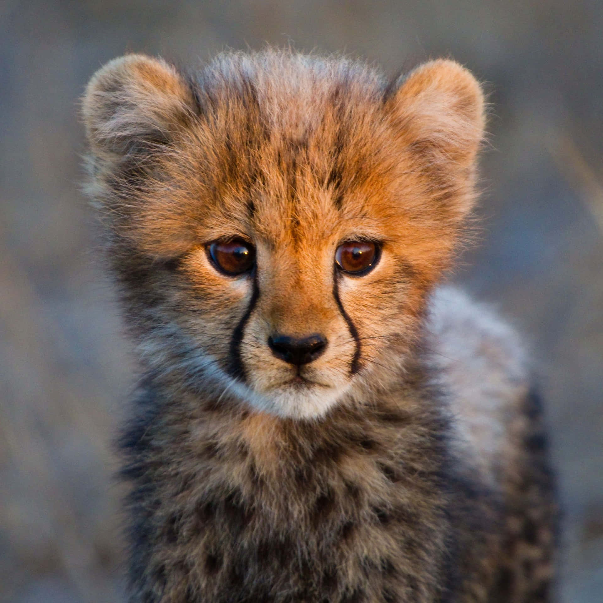 Adorable Baby Cheetah Cub Background