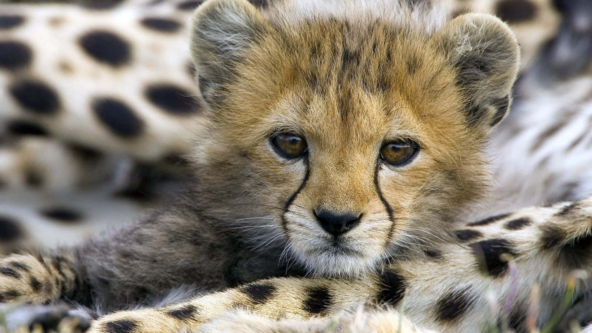 Adorable Baby Cheetah Gazing Into The Distance Background