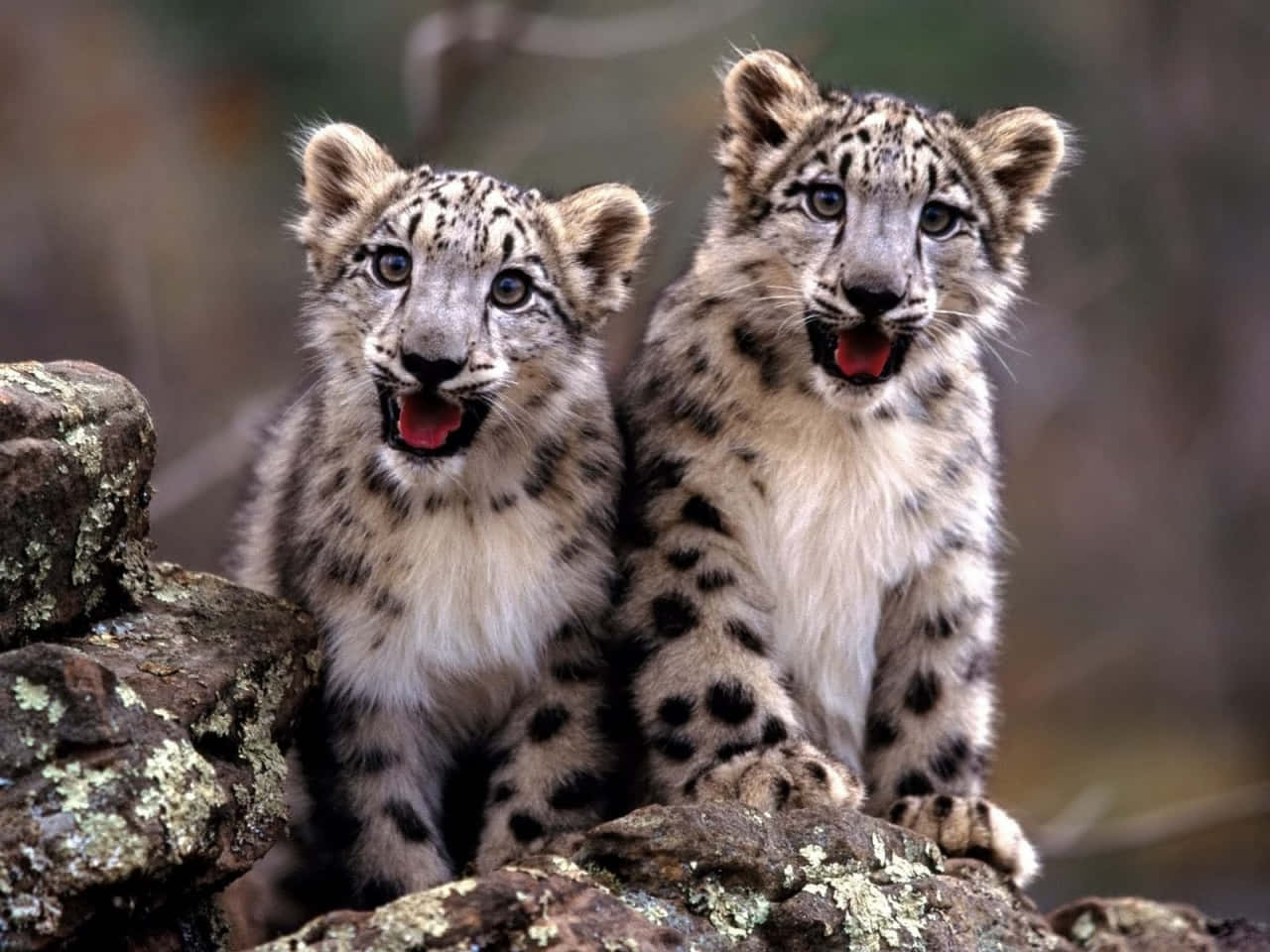 Adorable Baby Cheetah Kitten Background