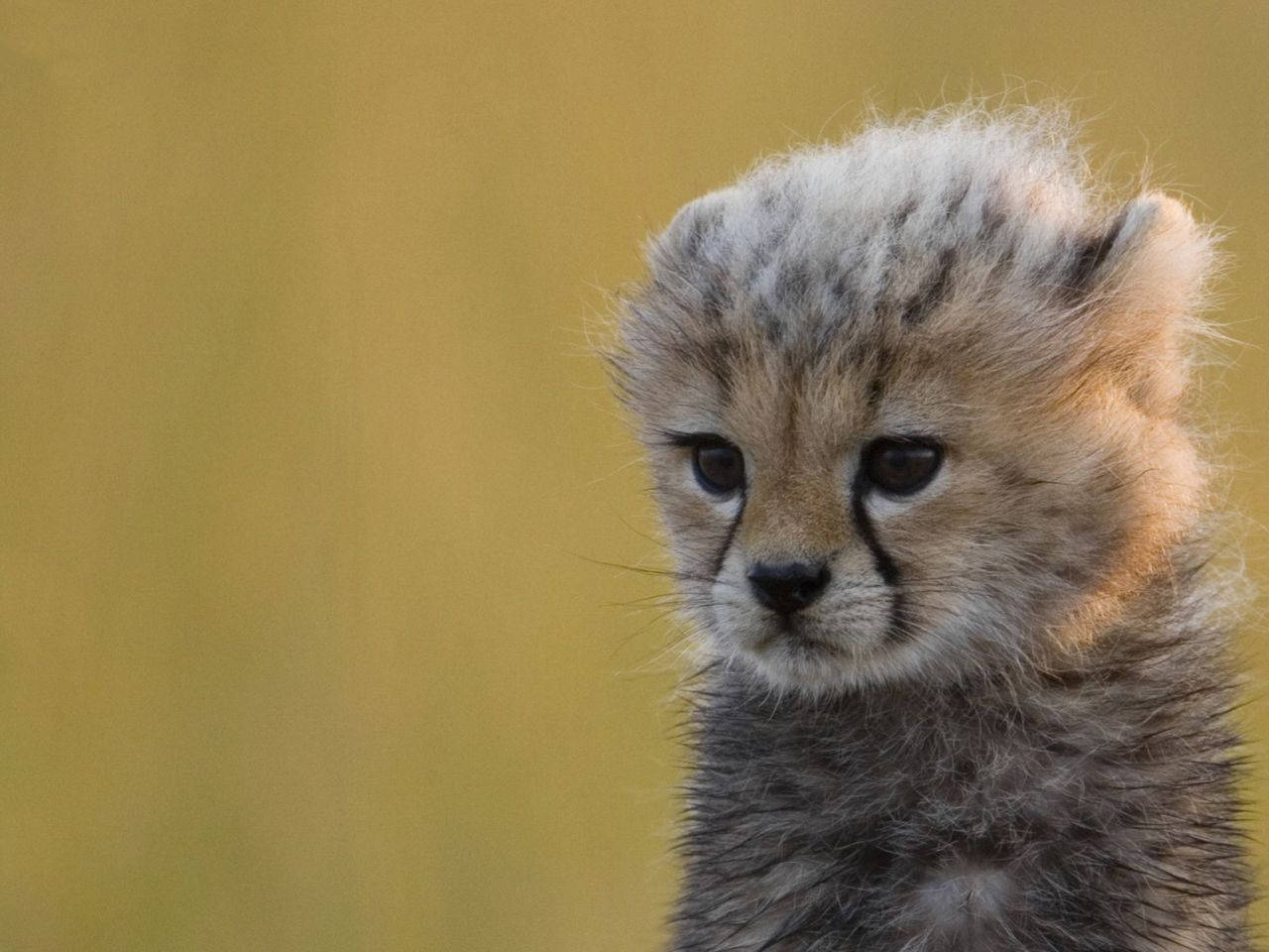 Adorable Baby Cheetah Photography Background