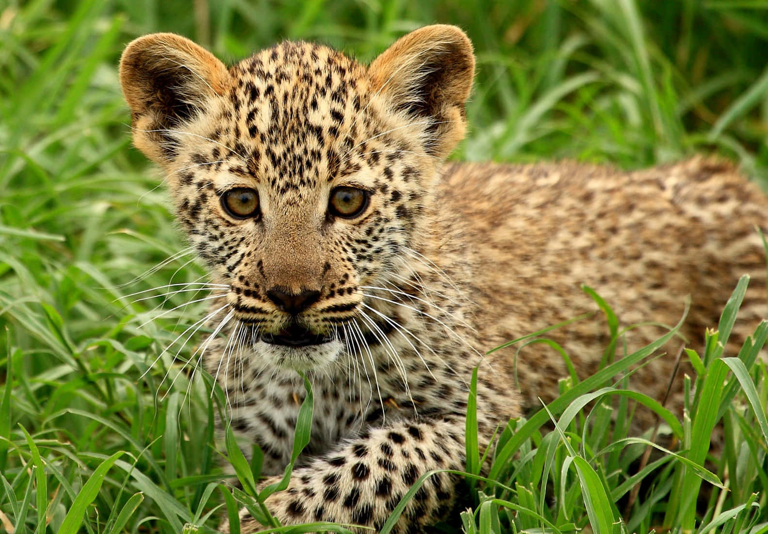 Adorable Baby Cheetah Taking A Nap Background