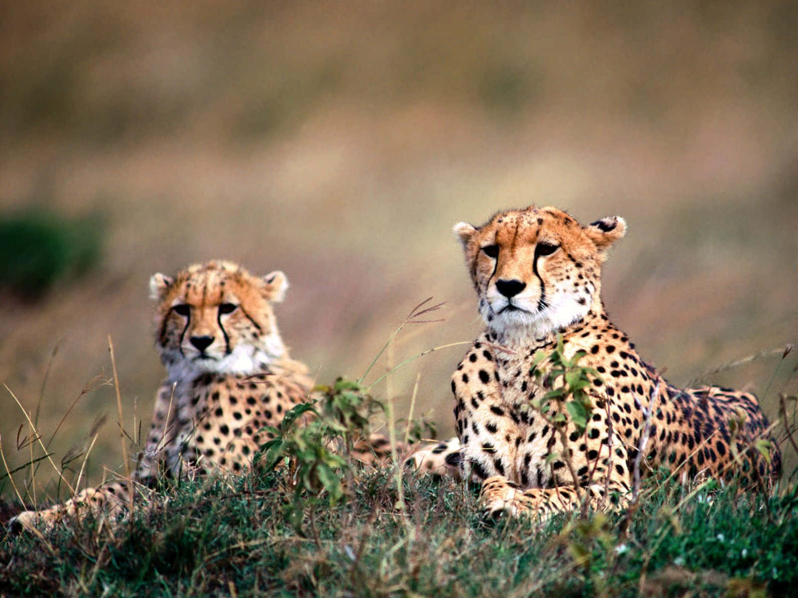 Adorable Baby Cheetah Background