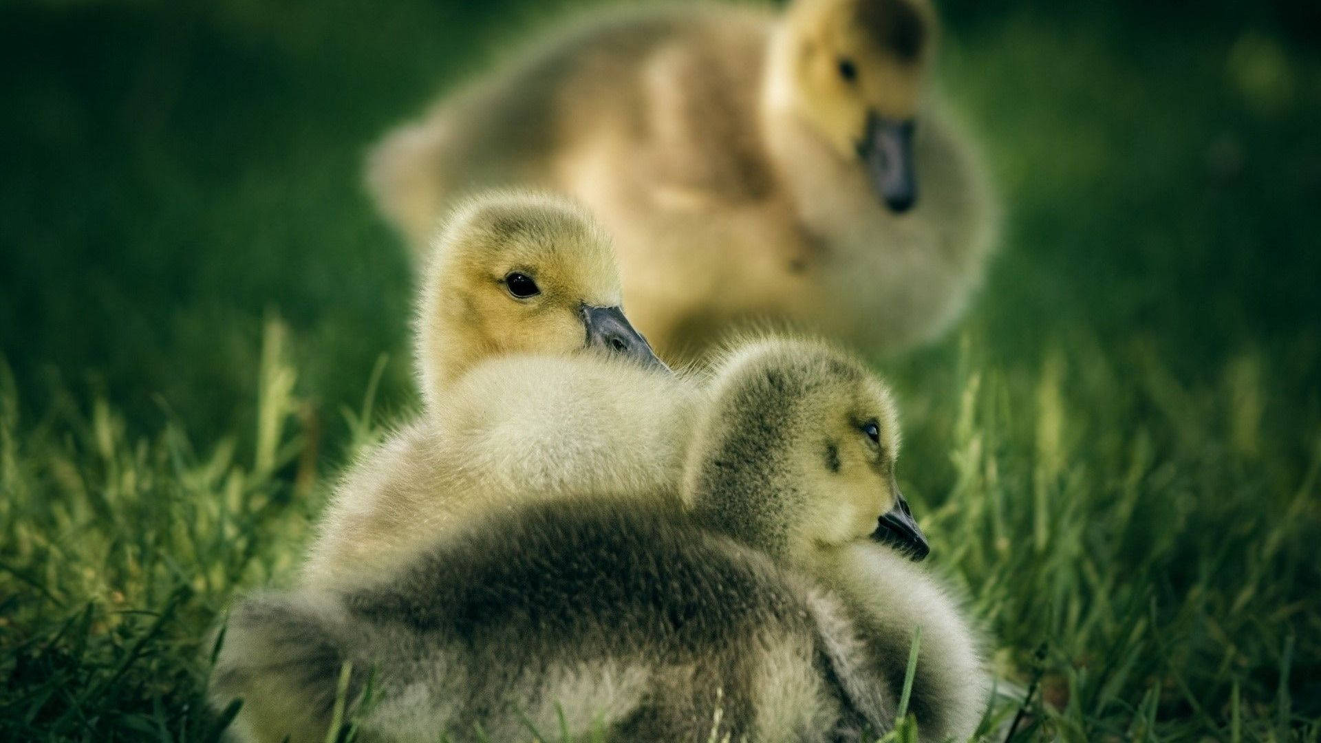 Adorable Baby Duck Exploring Nature Background