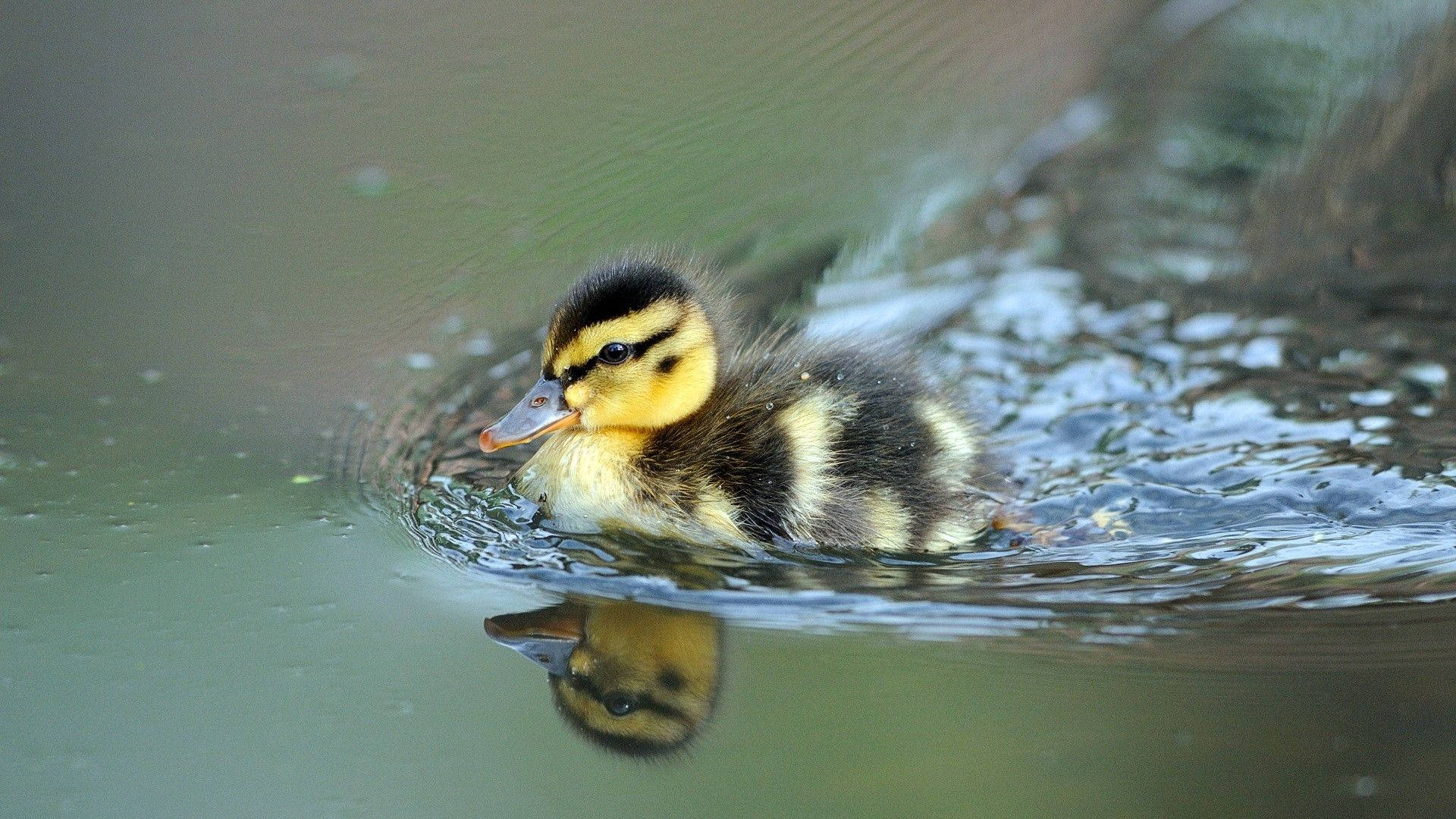 Adorable Baby Duck Paddling In Water Background