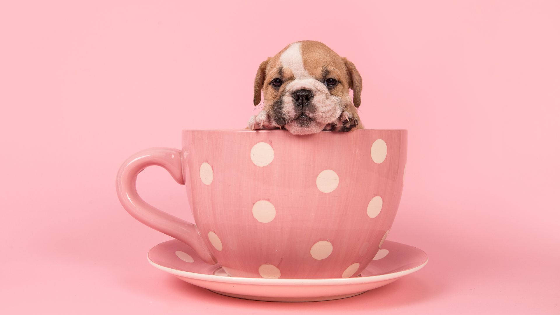 Adorable Baby English Bulldog In Pink Room Background