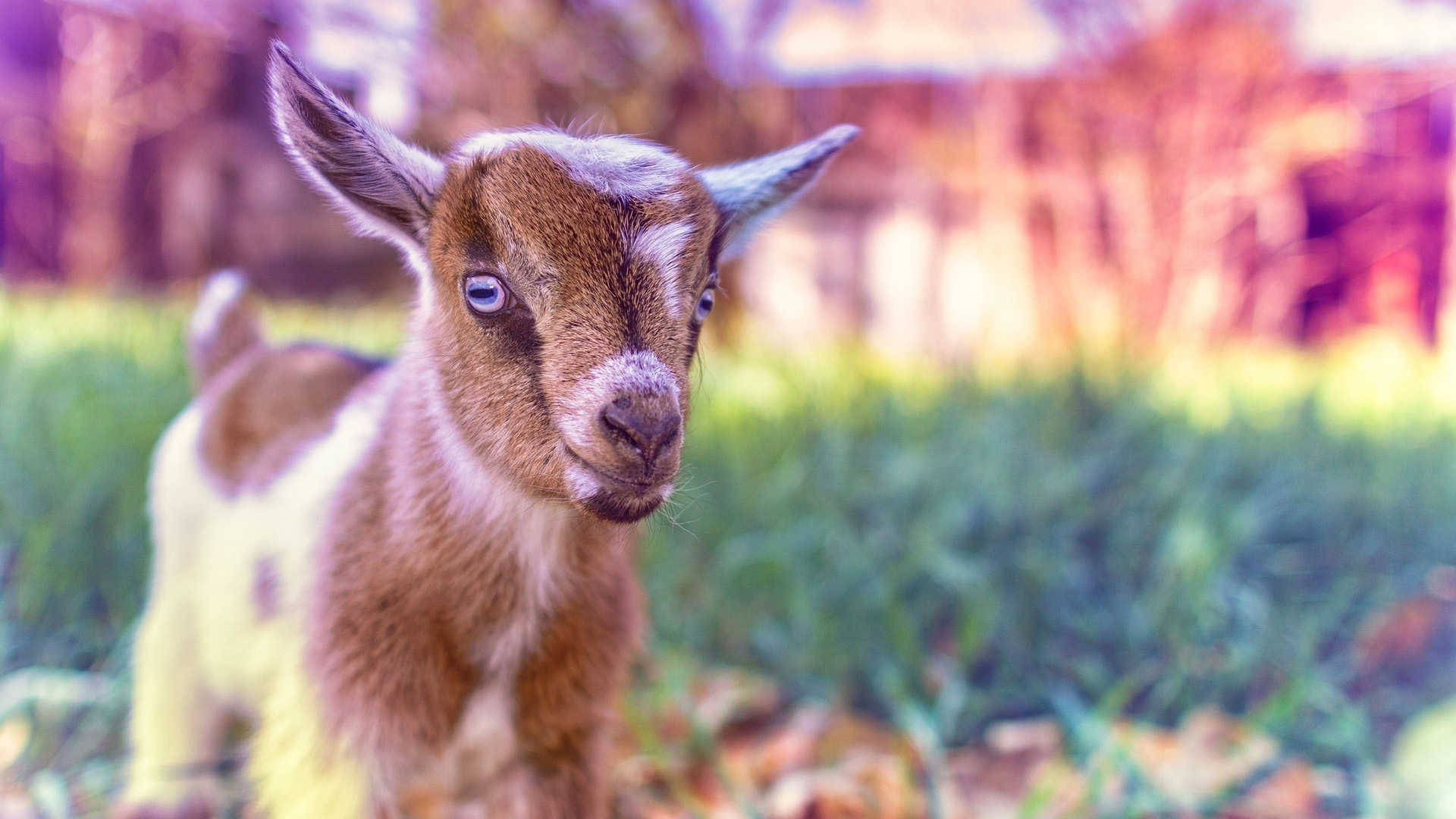 Adorable Baby Goat Majestically Posed For A Close-up Background