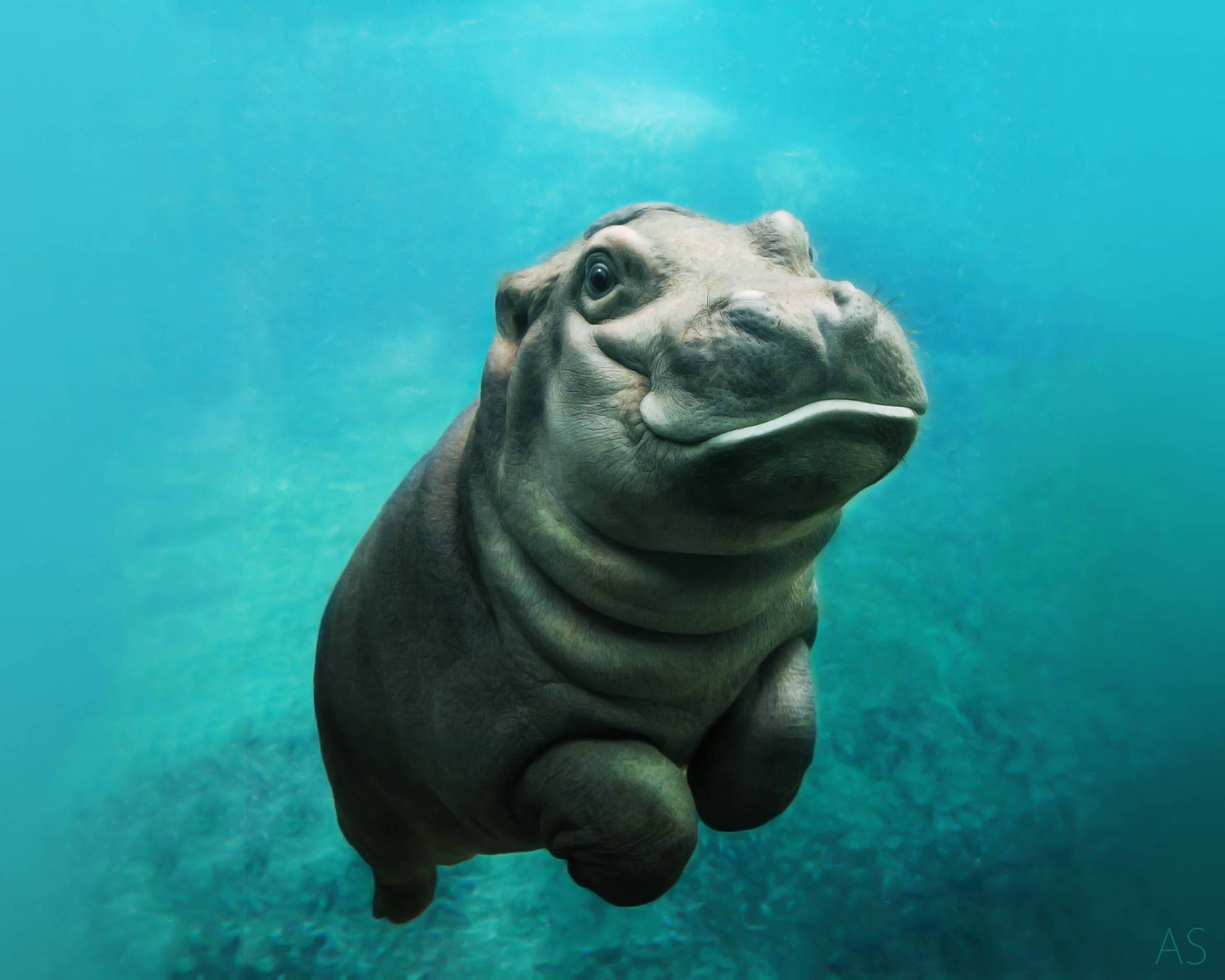 Adorable Baby Hippopotamus Background