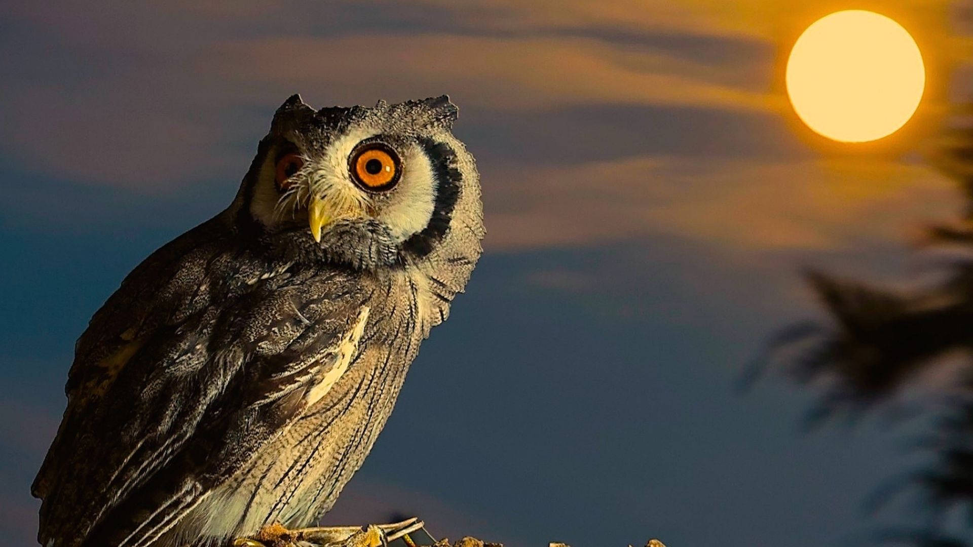 Adorable Baby Owl Enjoying The Dawn Background