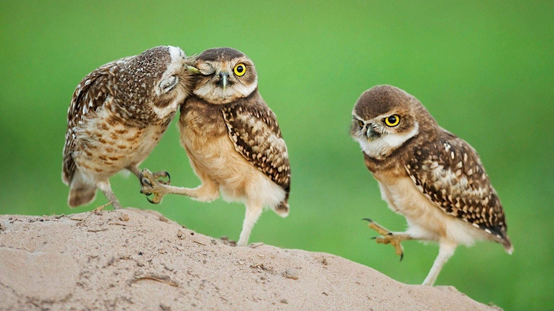 Adorable Baby Owl Kiss Background