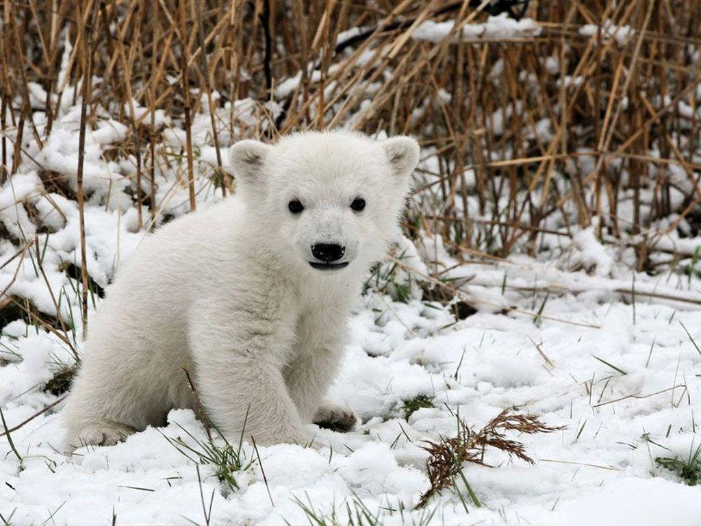 Adorable Baby Polar Bear Background