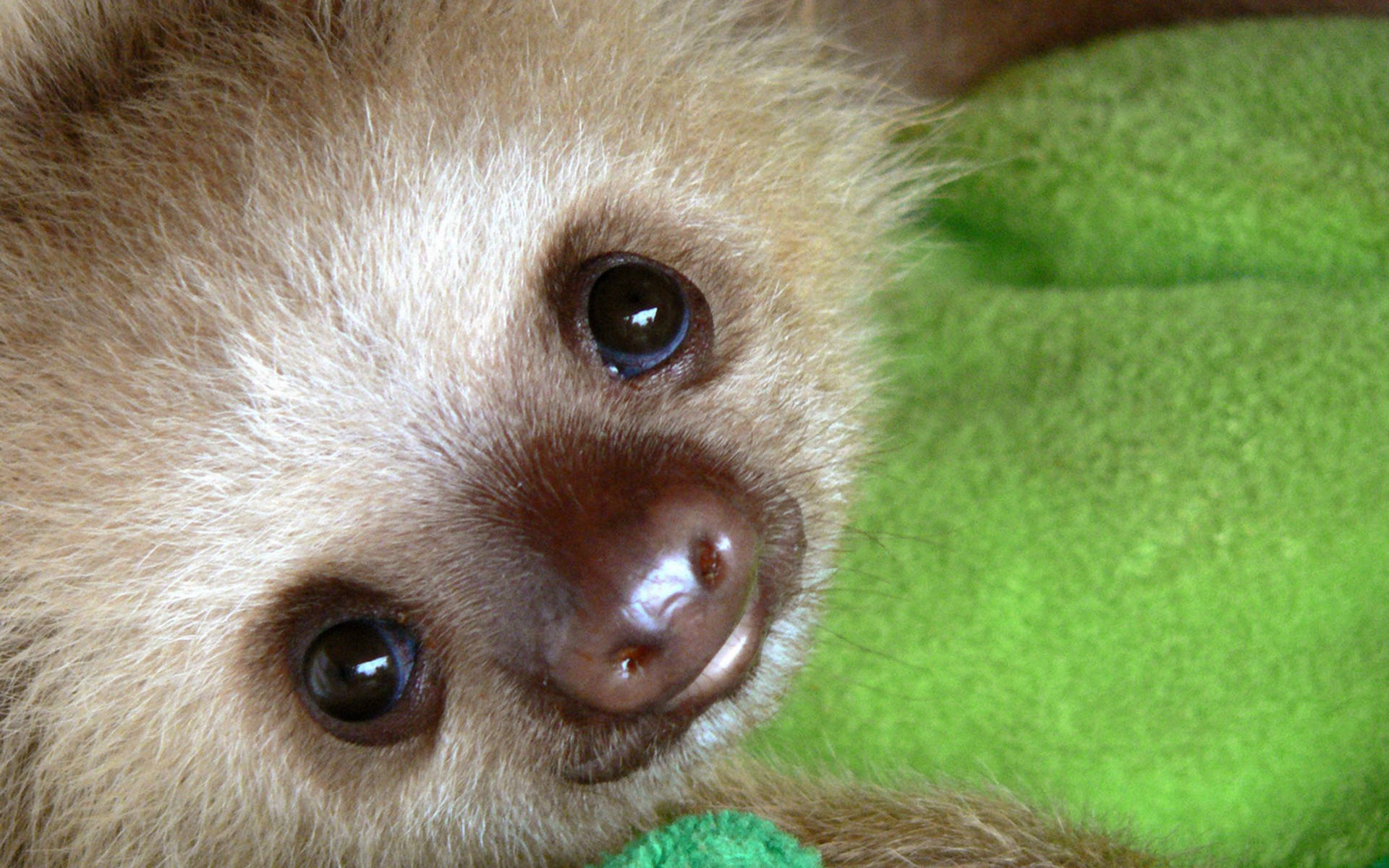 Adorable Baby Sloth Background