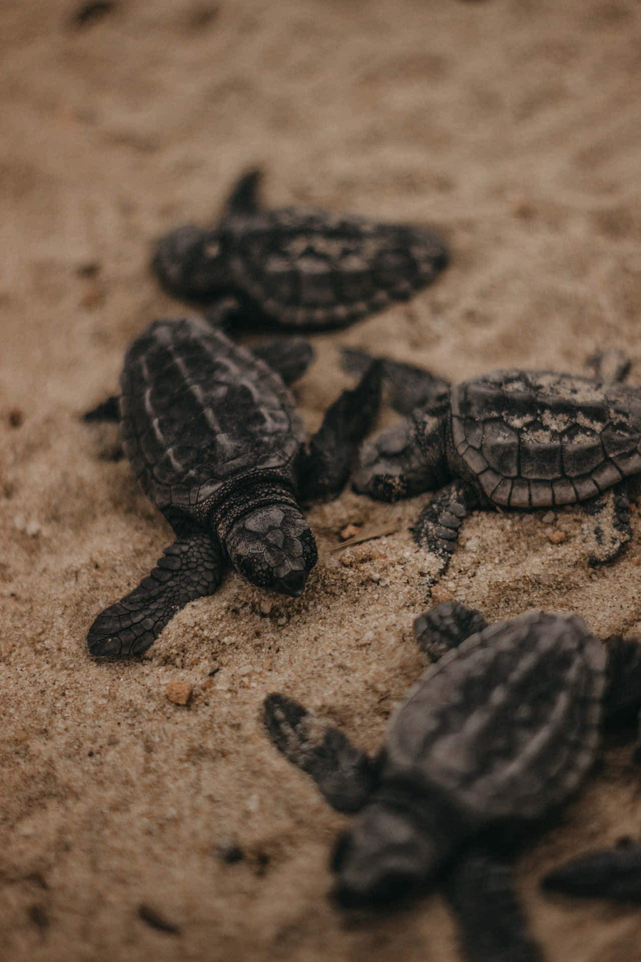Adorable Baby Turtle Crawling Across The Sand Background