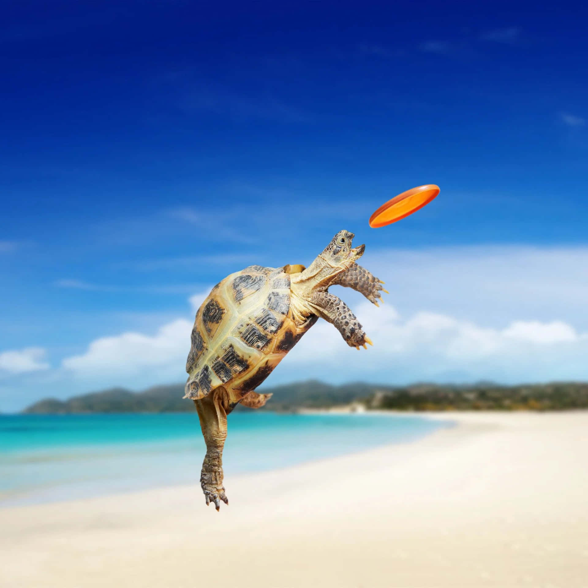 Adorable Baby Turtle Enjoying A Sunny Day Background