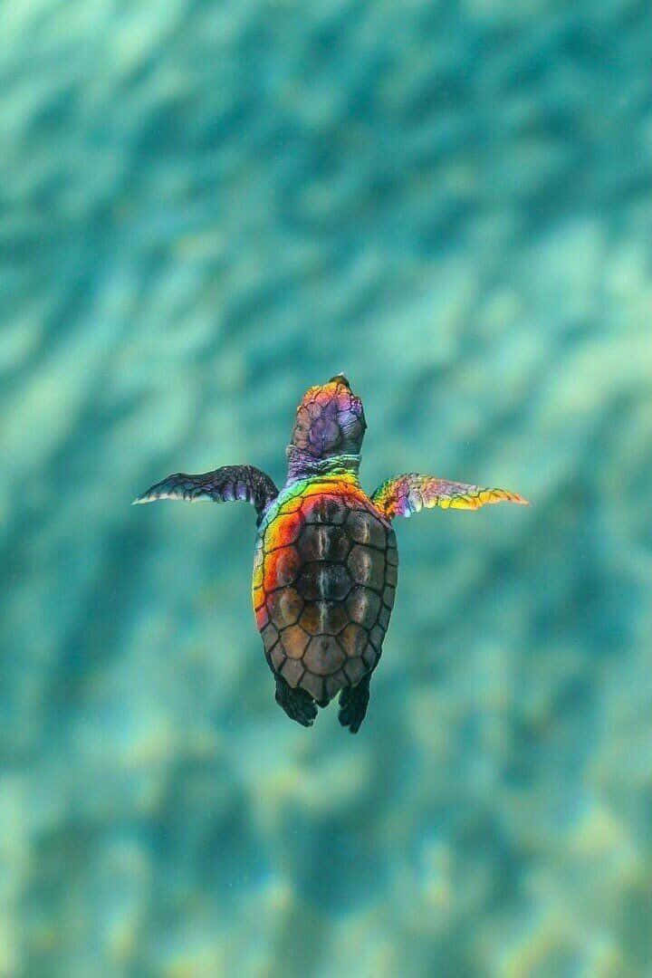 “adorable Baby Turtle Finds A Home” Background