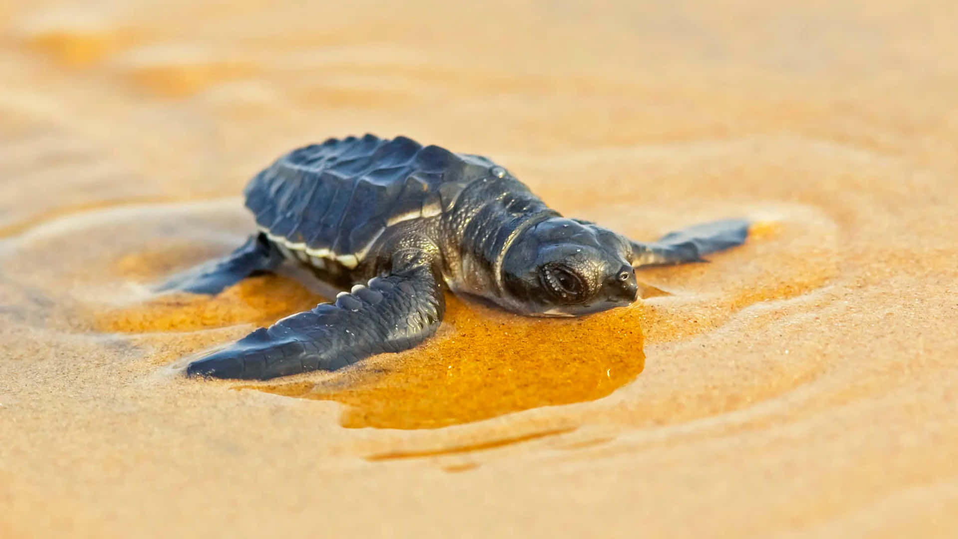 Adorable Baby Turtle On Its Journey Back To The Sea Background