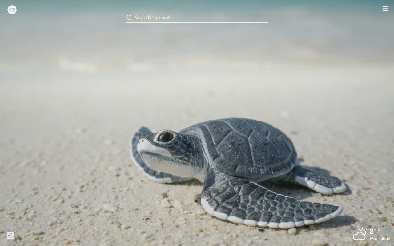 Adorable Baby Turtle Takes A Stroll Background