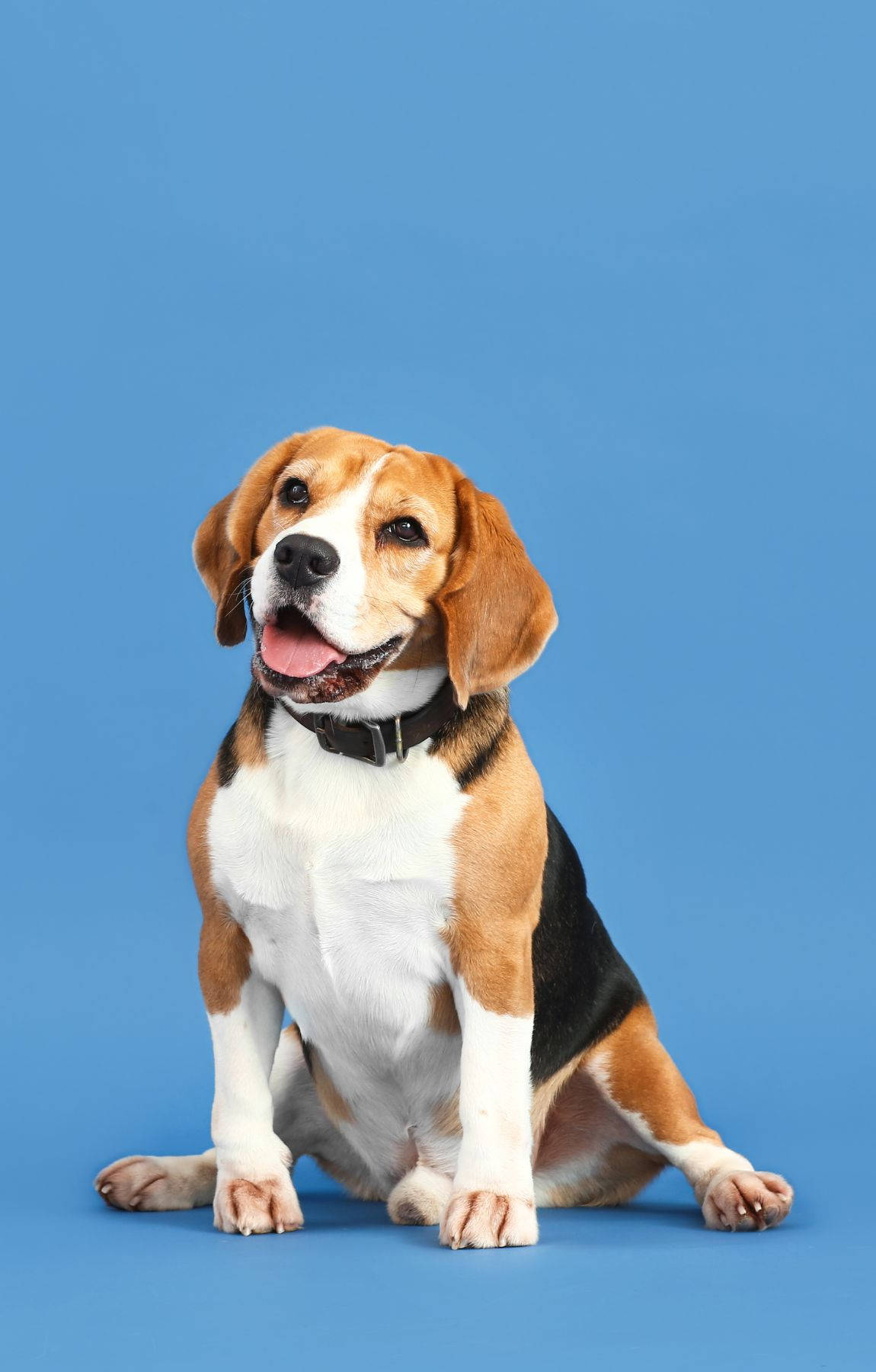 Adorable Beagle Dog On A Pastel Blue Background Background