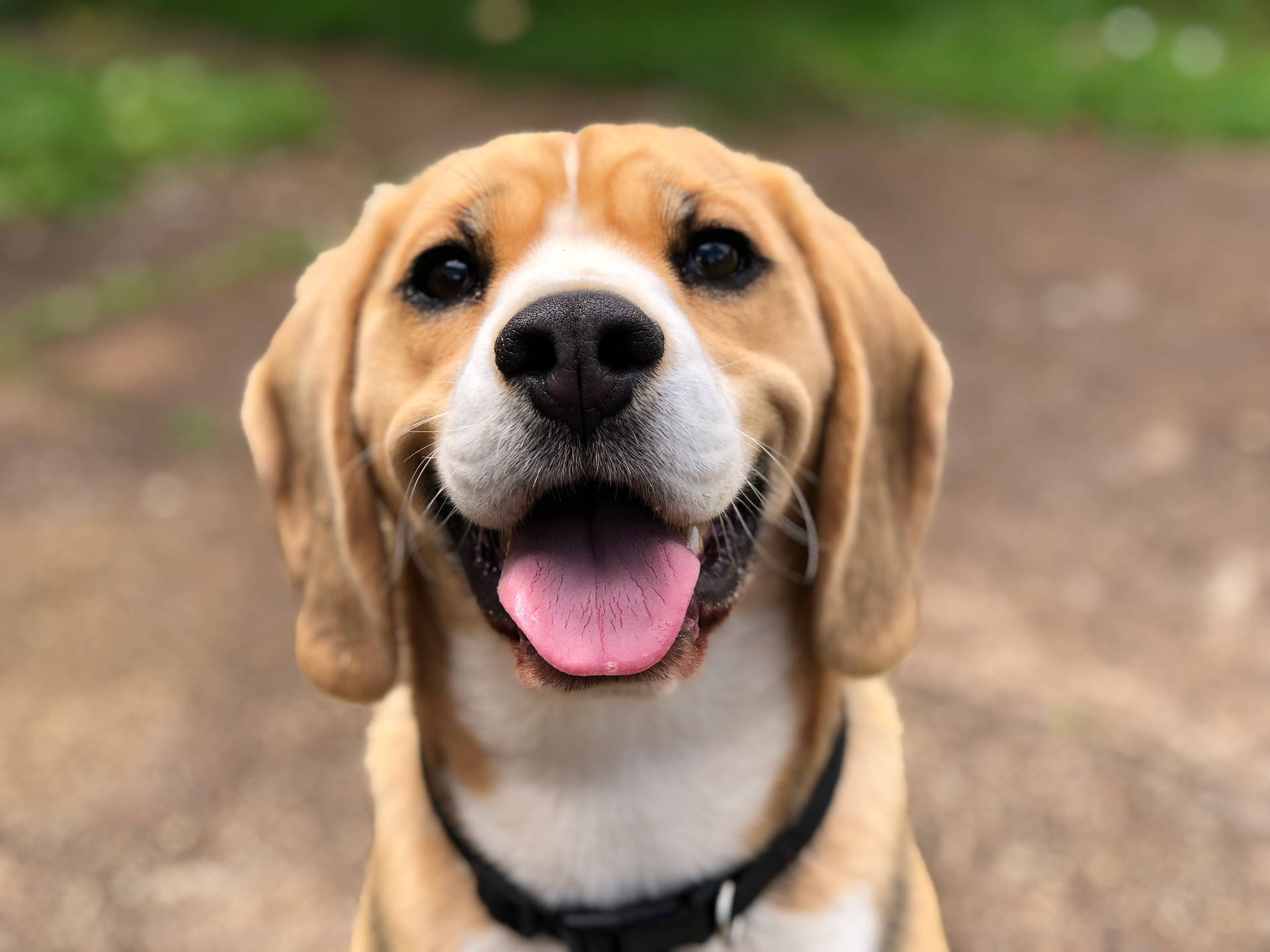 Adorable Beagle Dog With Soft Furry Face Background