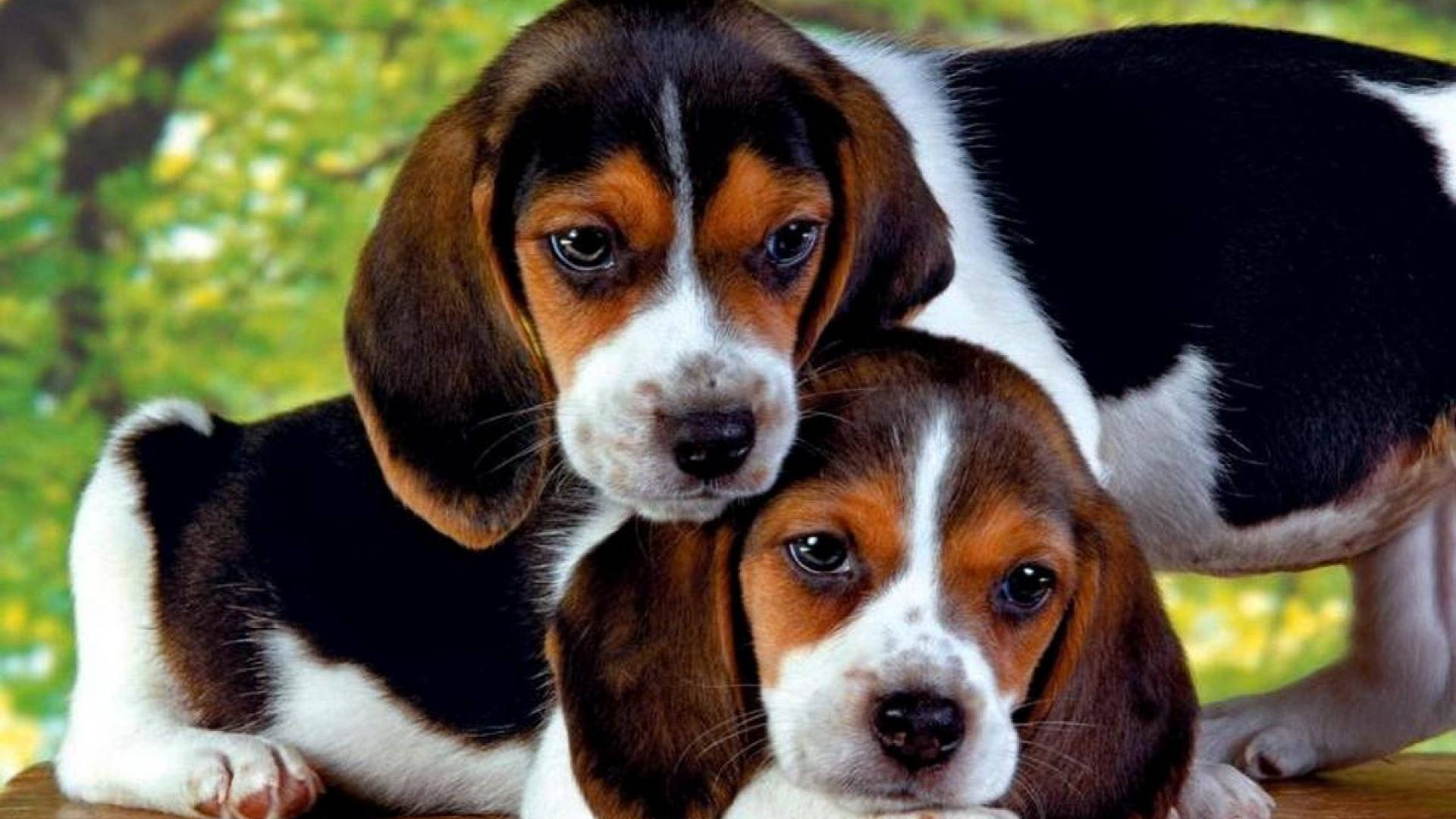 Adorable Beagle Puppies Background