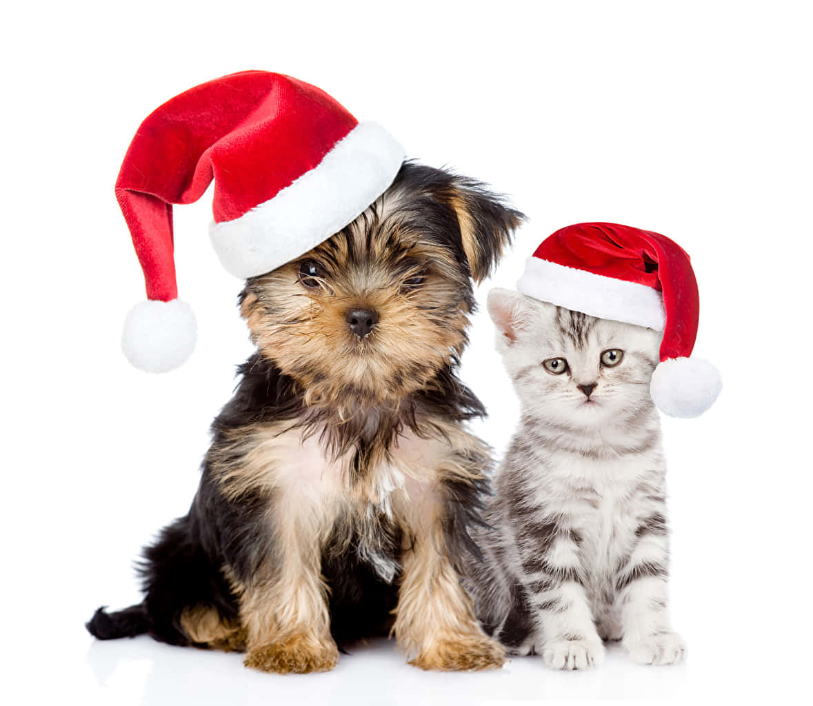 Adorable Best Friends: A Kitten And Puppy In Harmony Background