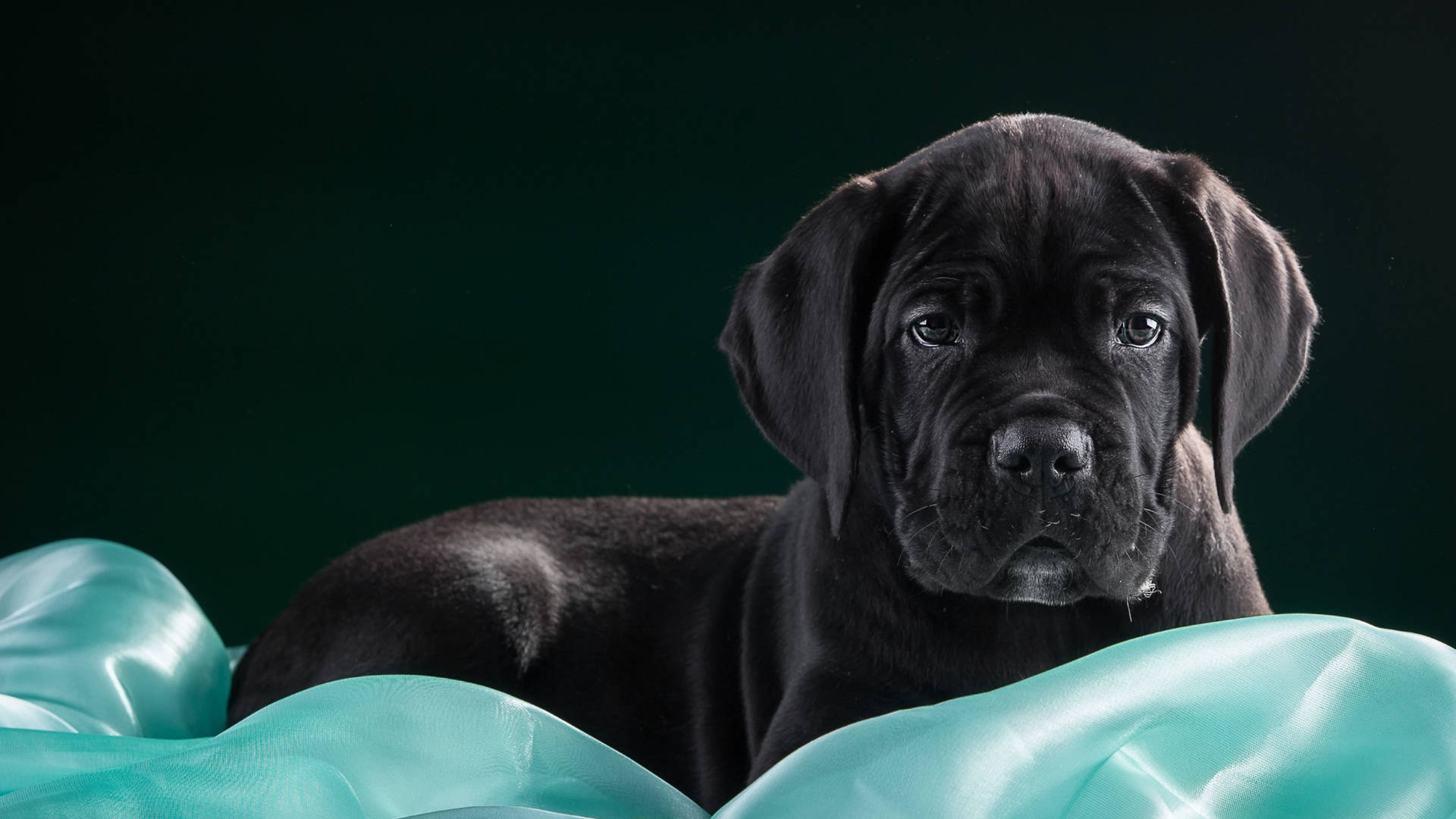 Adorable Big-eared Cane Corso Puppy Background
