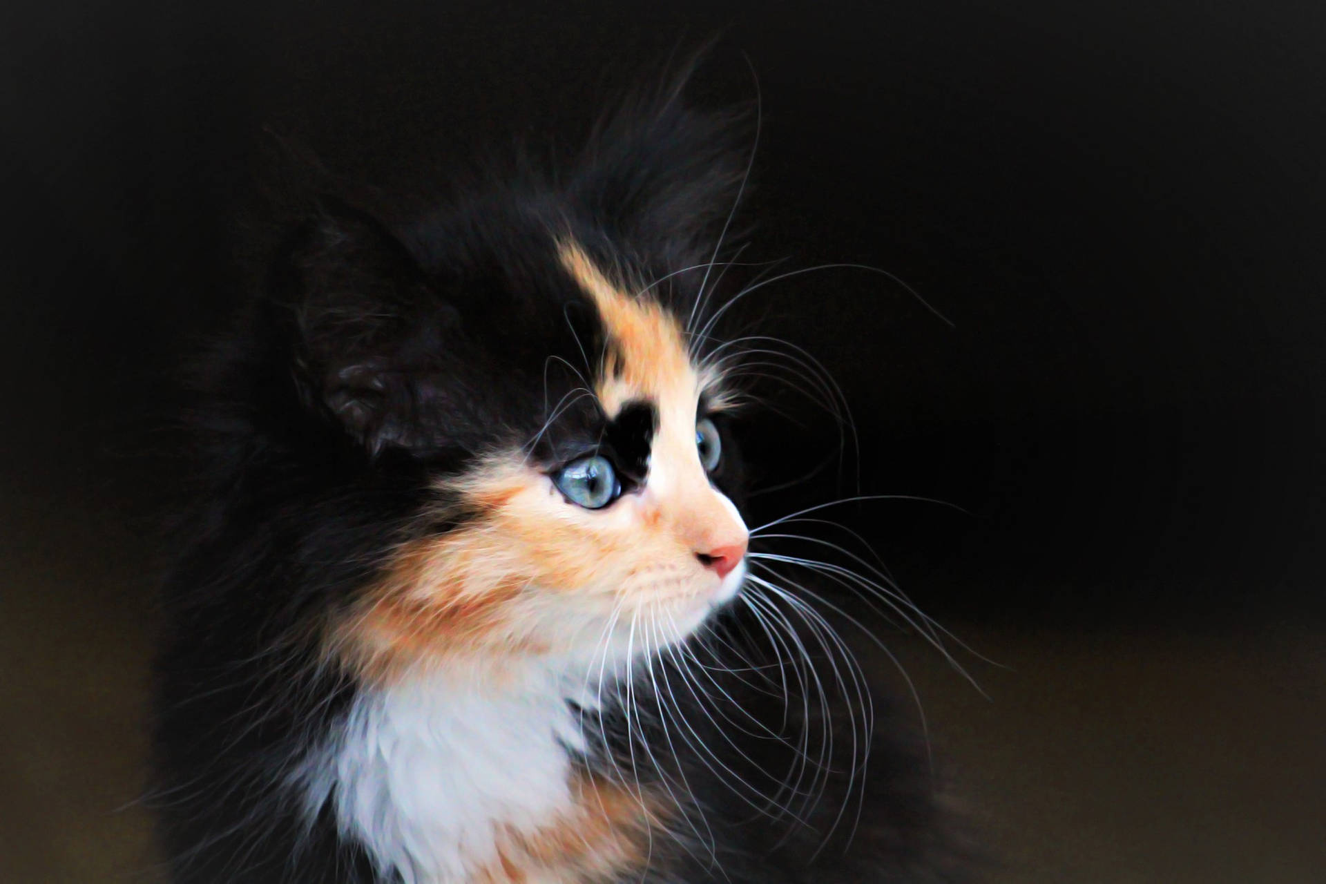 Adorable Black And Orange Kitten. Background