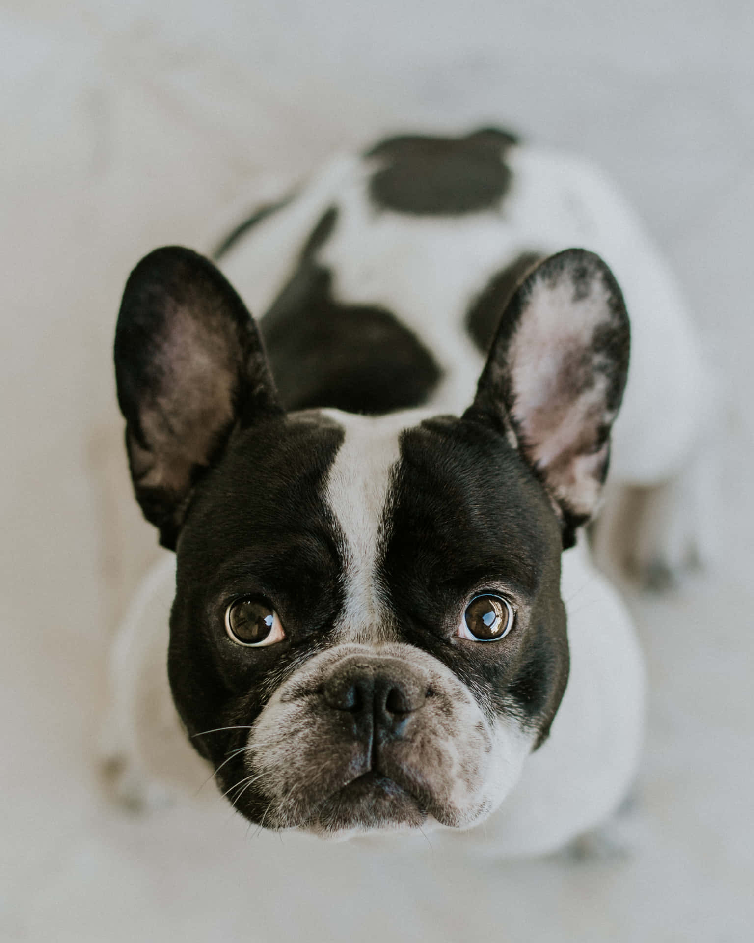 Adorable Black And White French Bulldog Looking Intrigued Background