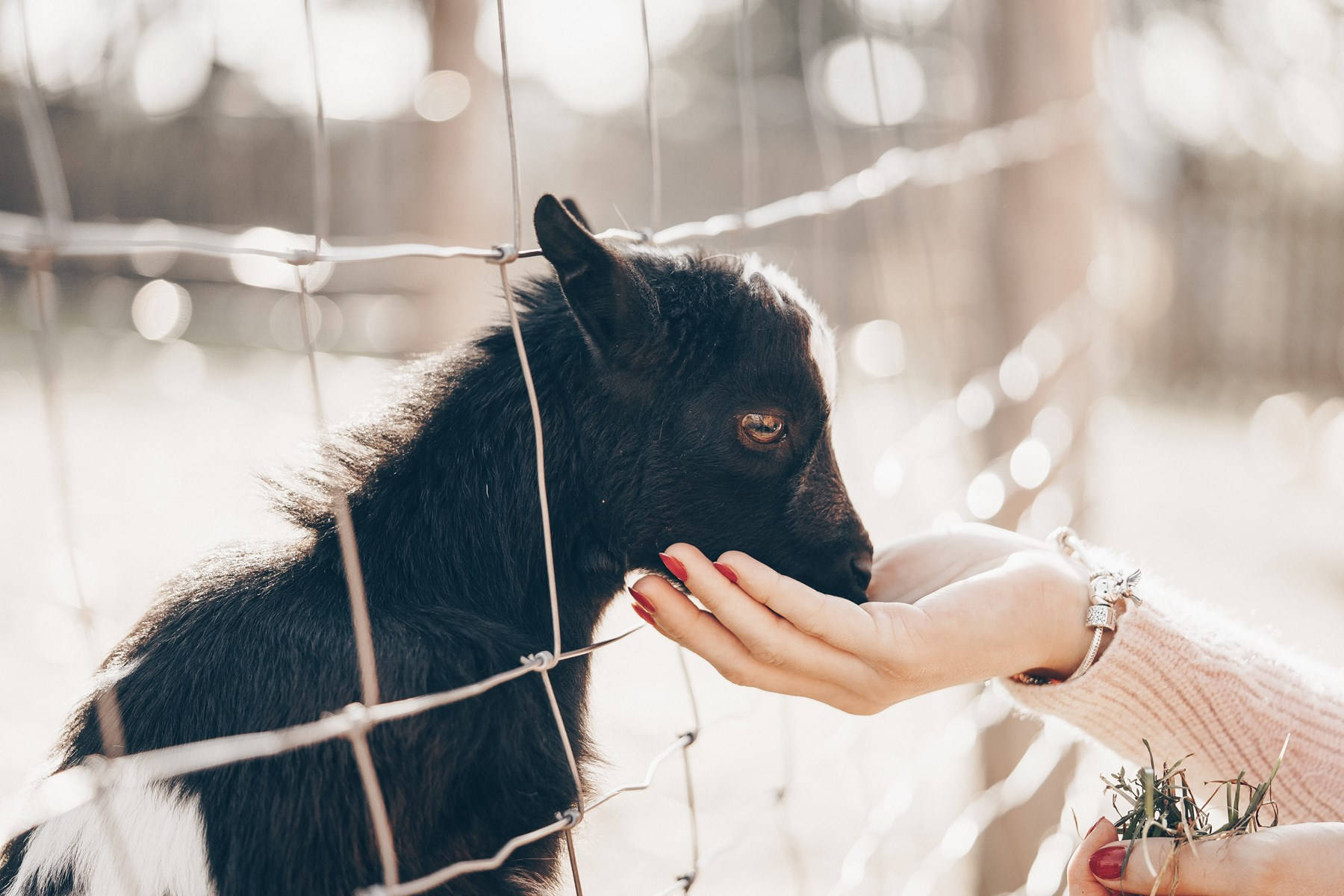 Adorable Black Baby Goat Enjoying A Meal Background