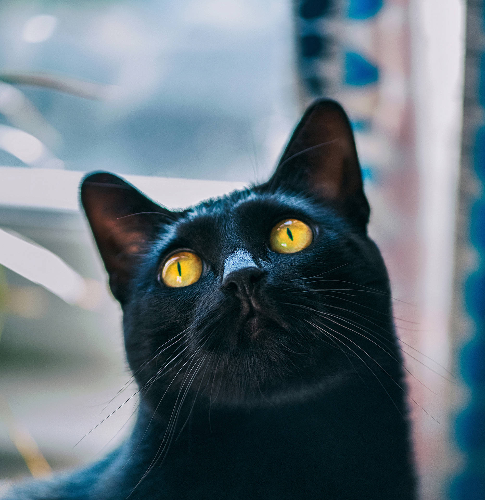 Adorable Black Cat Background