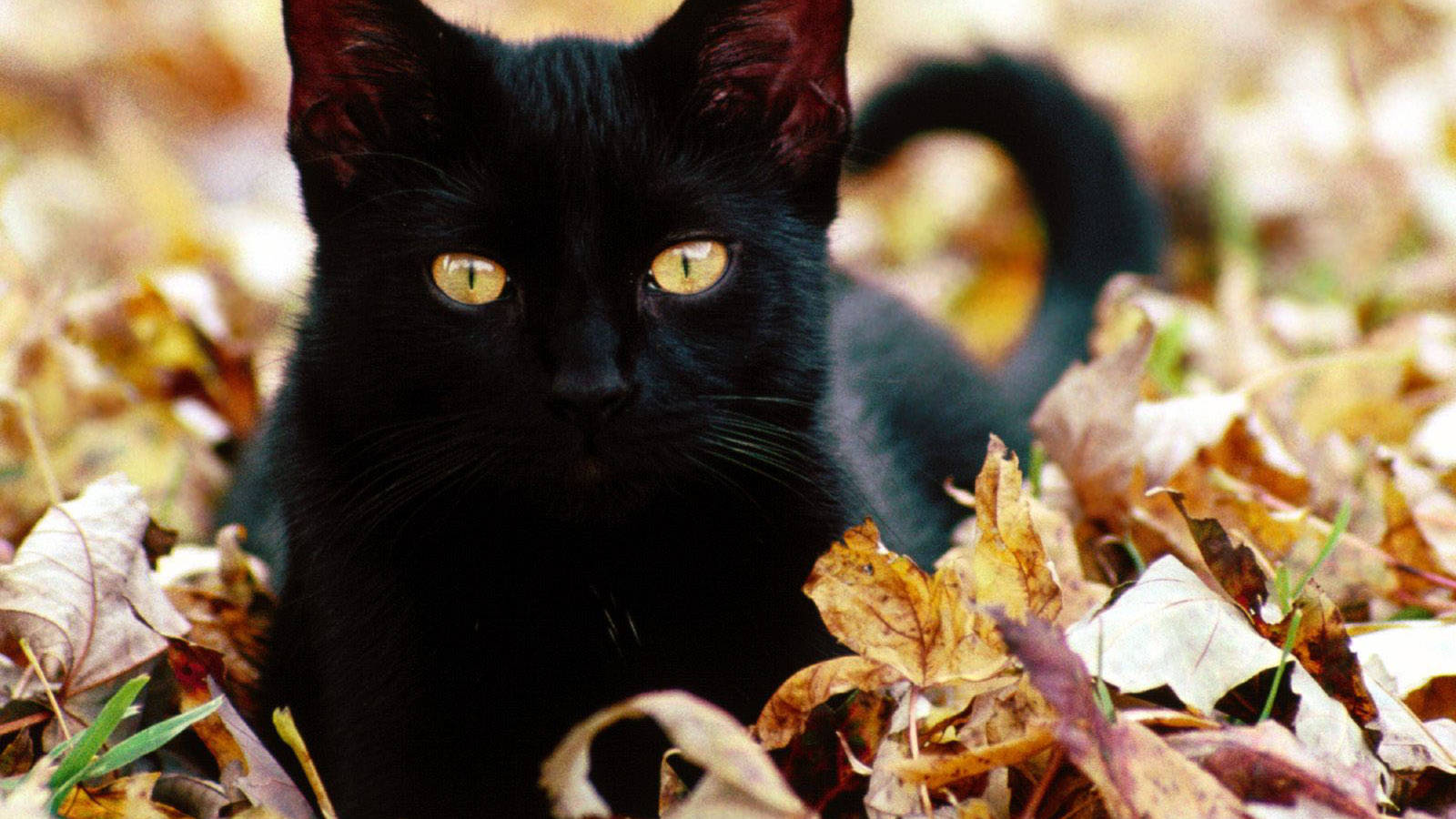 Adorable Black Cat Lounging