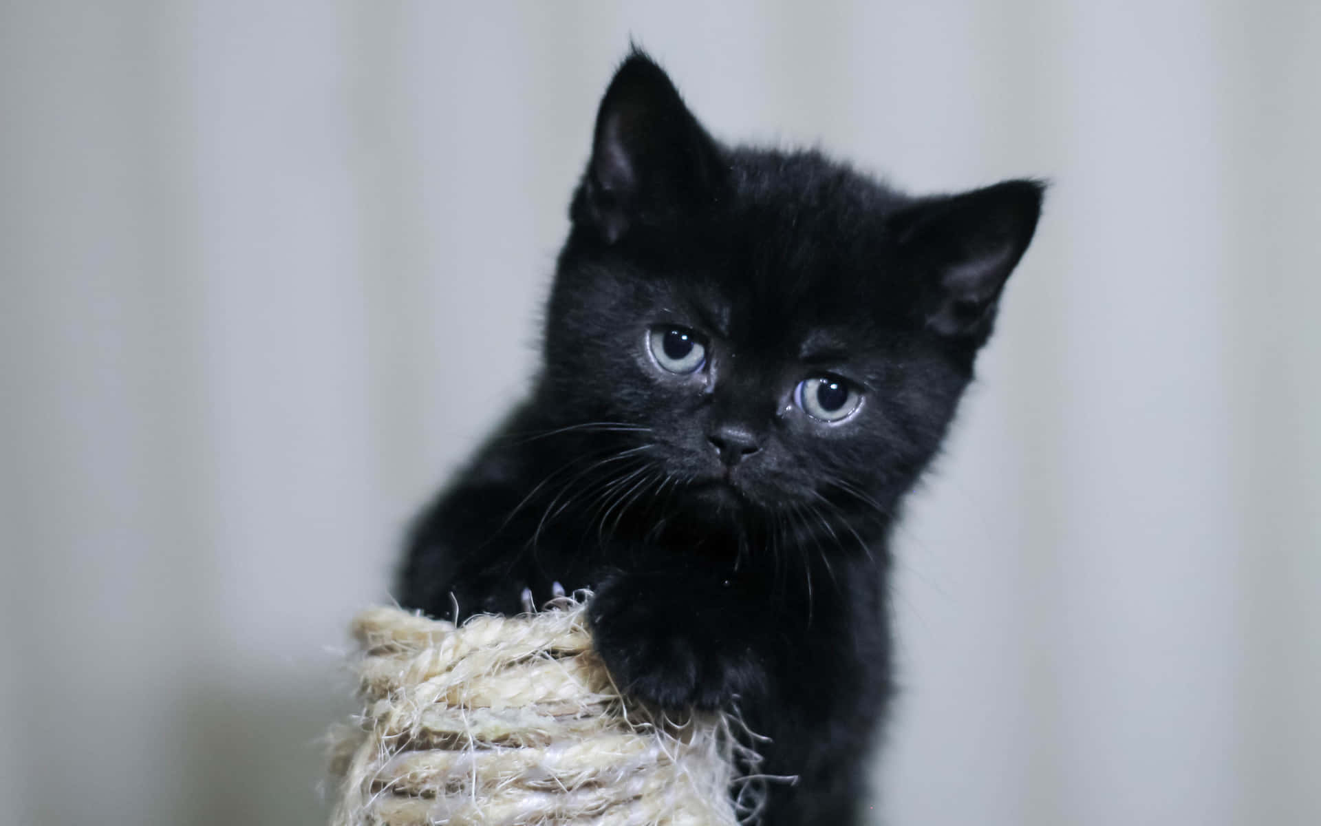 Adorable Black Kitten Pfp Background