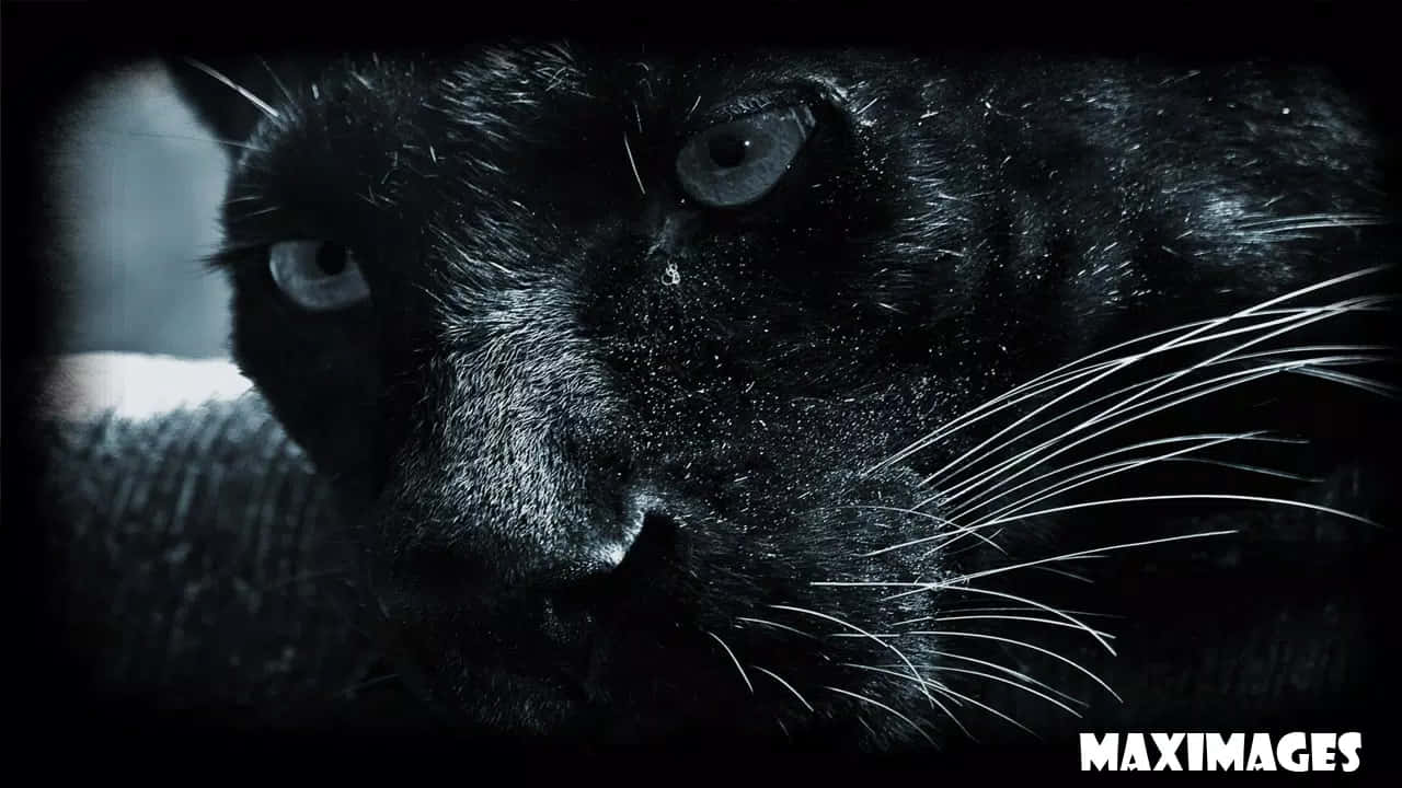 Adorable Black Panther Endearing Friends