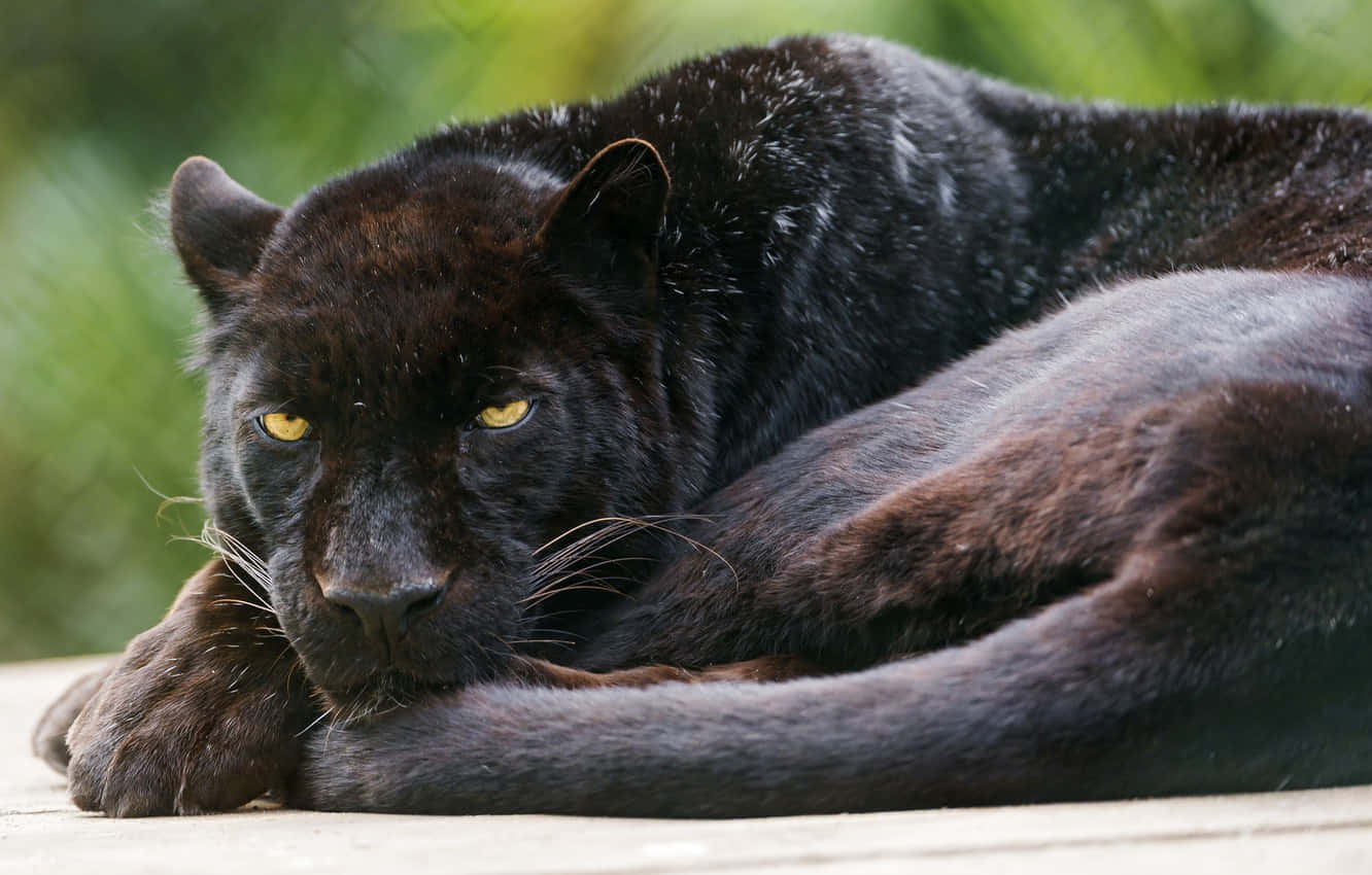 Adorable Black Panther Enjoys The Sun Background