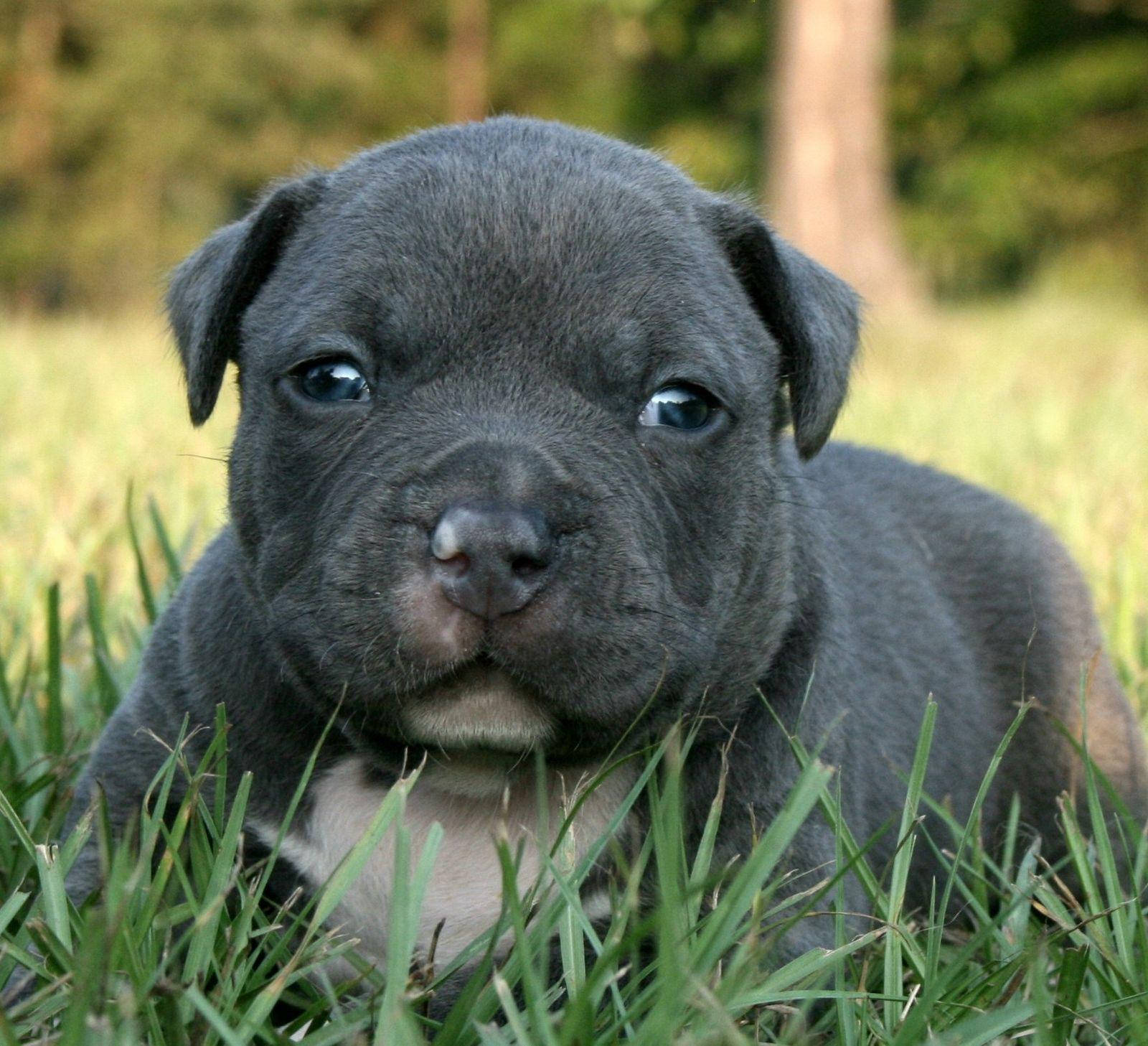Adorable Black Pitbull Puppy With Heart-melting Gaze Background