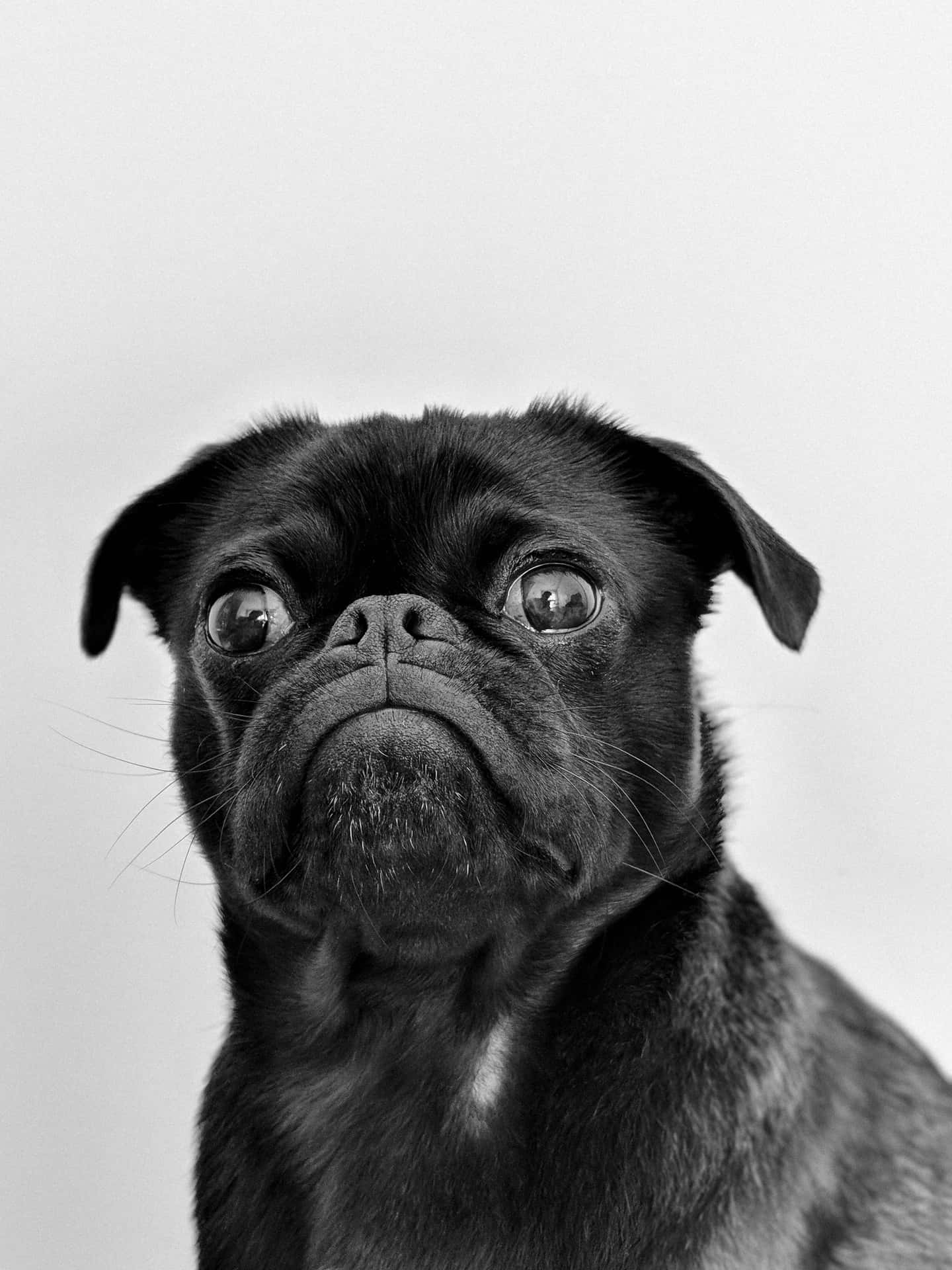 Adorable Black Pug Dog On A White Background Background