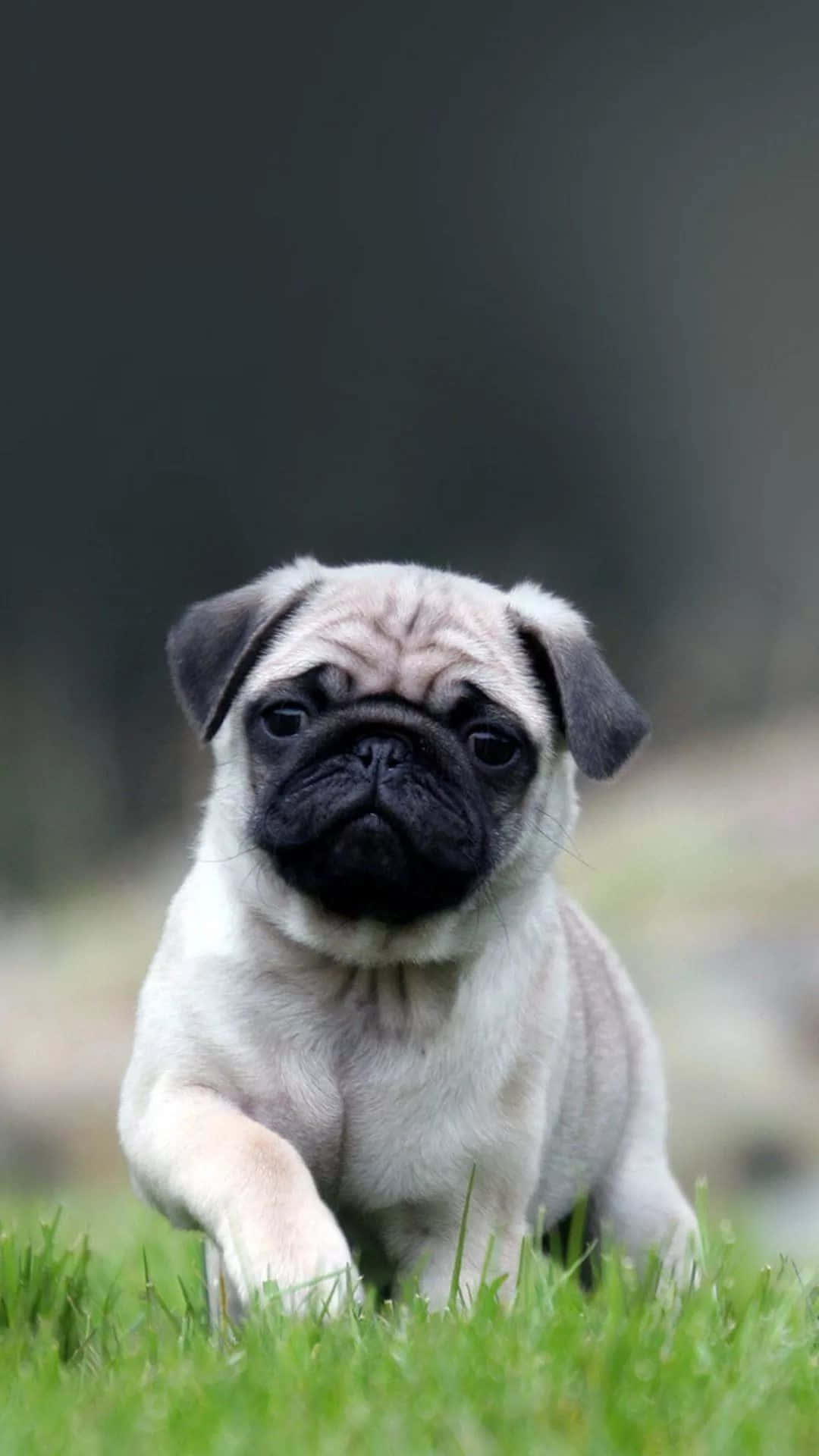 Adorable Black Pug Sitting Up