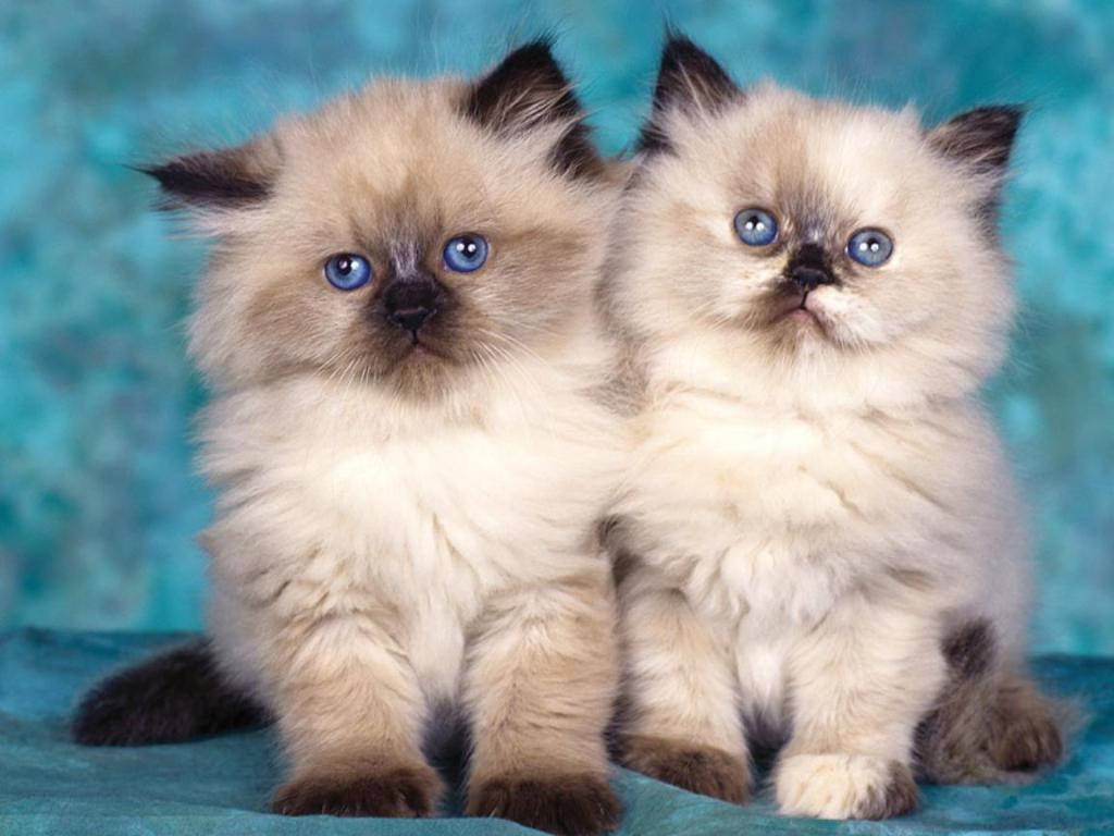 Adorable Blue Eyed Kittens Background