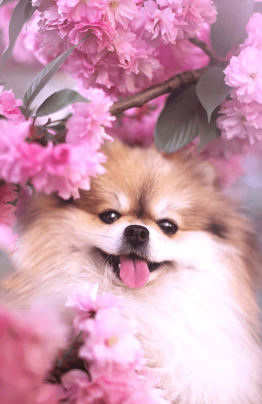 Adorable Blush-colored Puppies In A Bed Of Roses