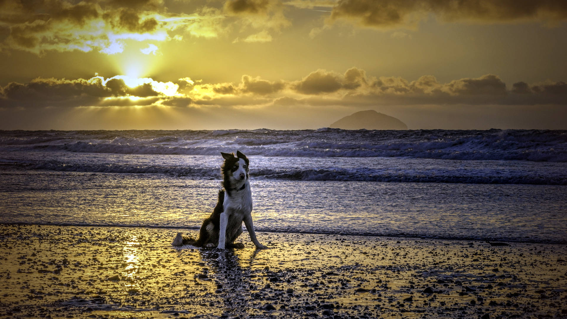 Adorable Border Collie Playing On The Beach Background