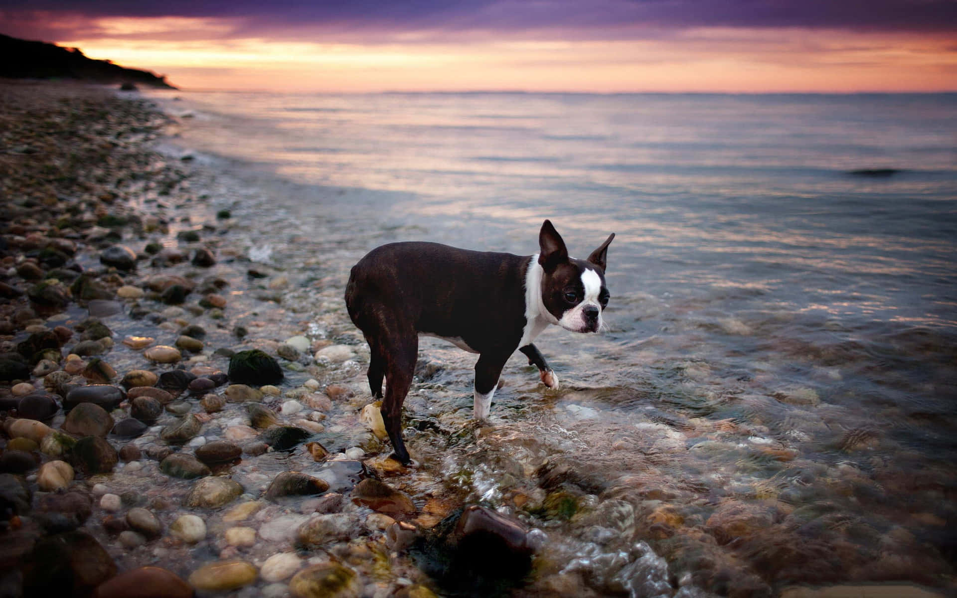 Adorable Boston Terrier Enjoying The Sun. Background