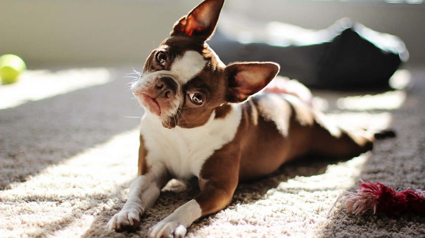 Adorable Boston Terrier Pup Looking At The Camera Background